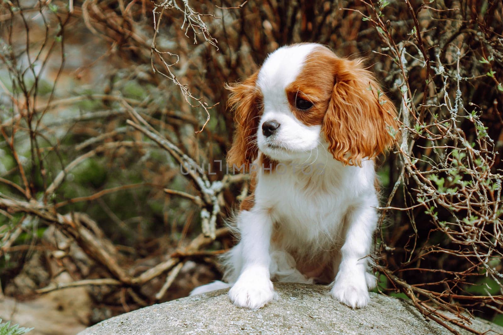 Puppies. Pets in nature. Charming red and white puppy cavalier King Charles spaniel color Blenheim sits on stone against background of brown branches. Raising and caring for puppies. Feeding dogs.