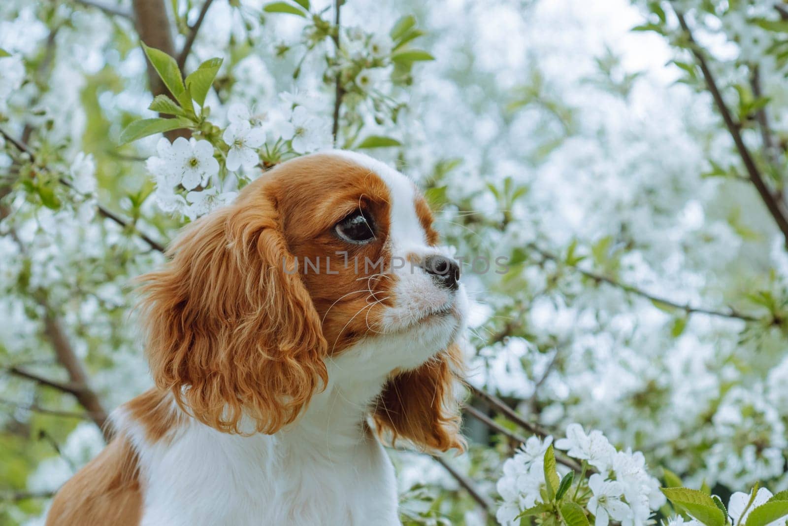 Very beautiful puppy girl cavalier King Charles spaniel on background of blooming spring trees in morning in garden. Color Blenheim. Raising and caring for puppies. Feeding dogs. Friendship . Pets.