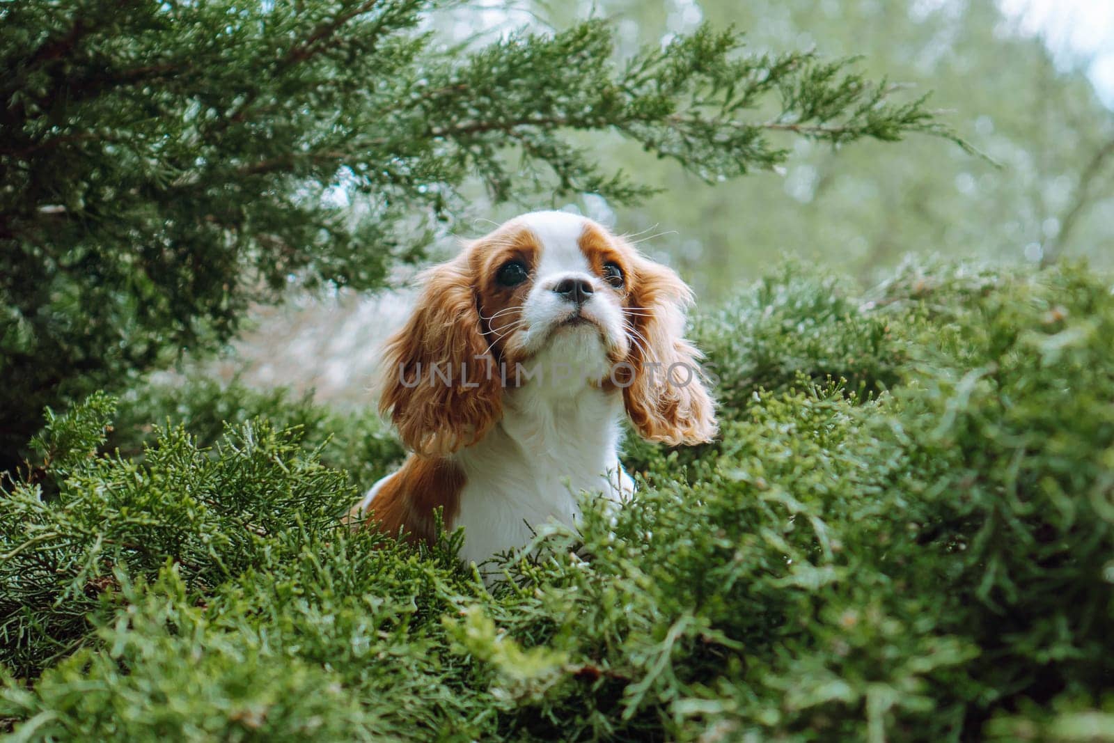 Funny red-and-white puppy cavalier King Charles spaniel color Blenheim sits on green coniferous background. Raising and caring for puppies. Feeding dogs. Means to protect pets. Pets.