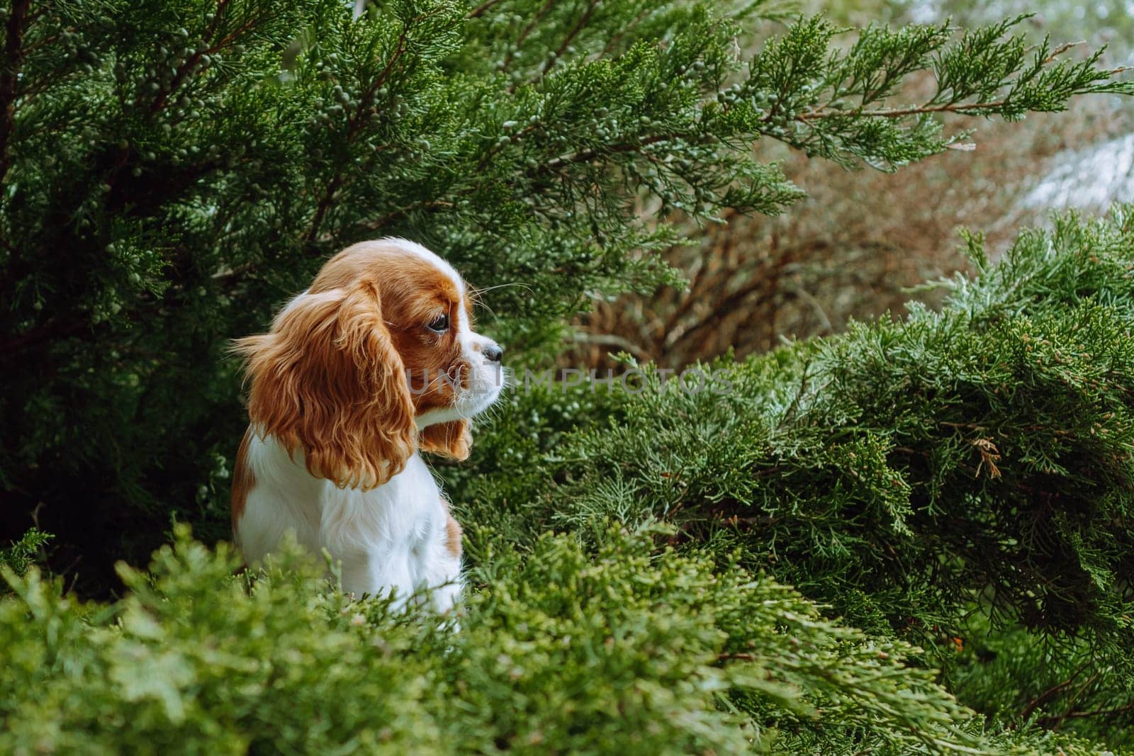 Elegant red-and-white puppy of cavalier King Charles spaniel of Blenheim color sits on green coniferous background. Raising and caring for puppies. Feeding dogs. Means to protect pets. Pets.