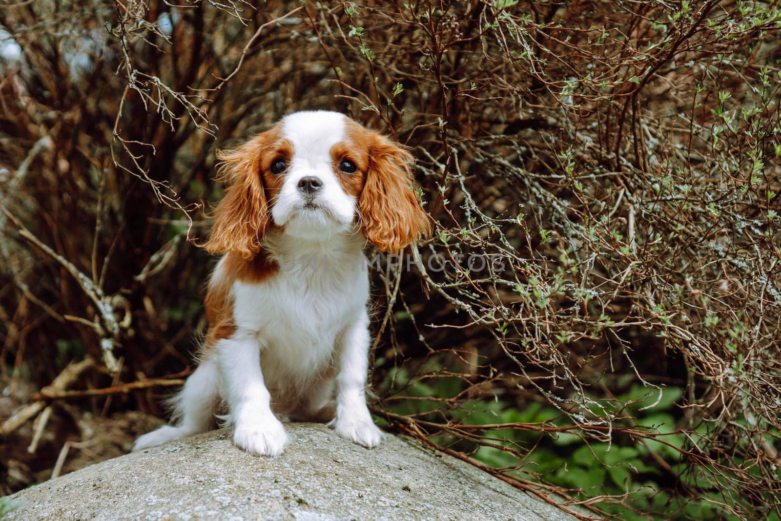 Charming red and white puppy cavalier King Charles spaniel Blenheim sits on stone against background of brown branches. Raising and caring for puppies. Feeding dogs. Pets.