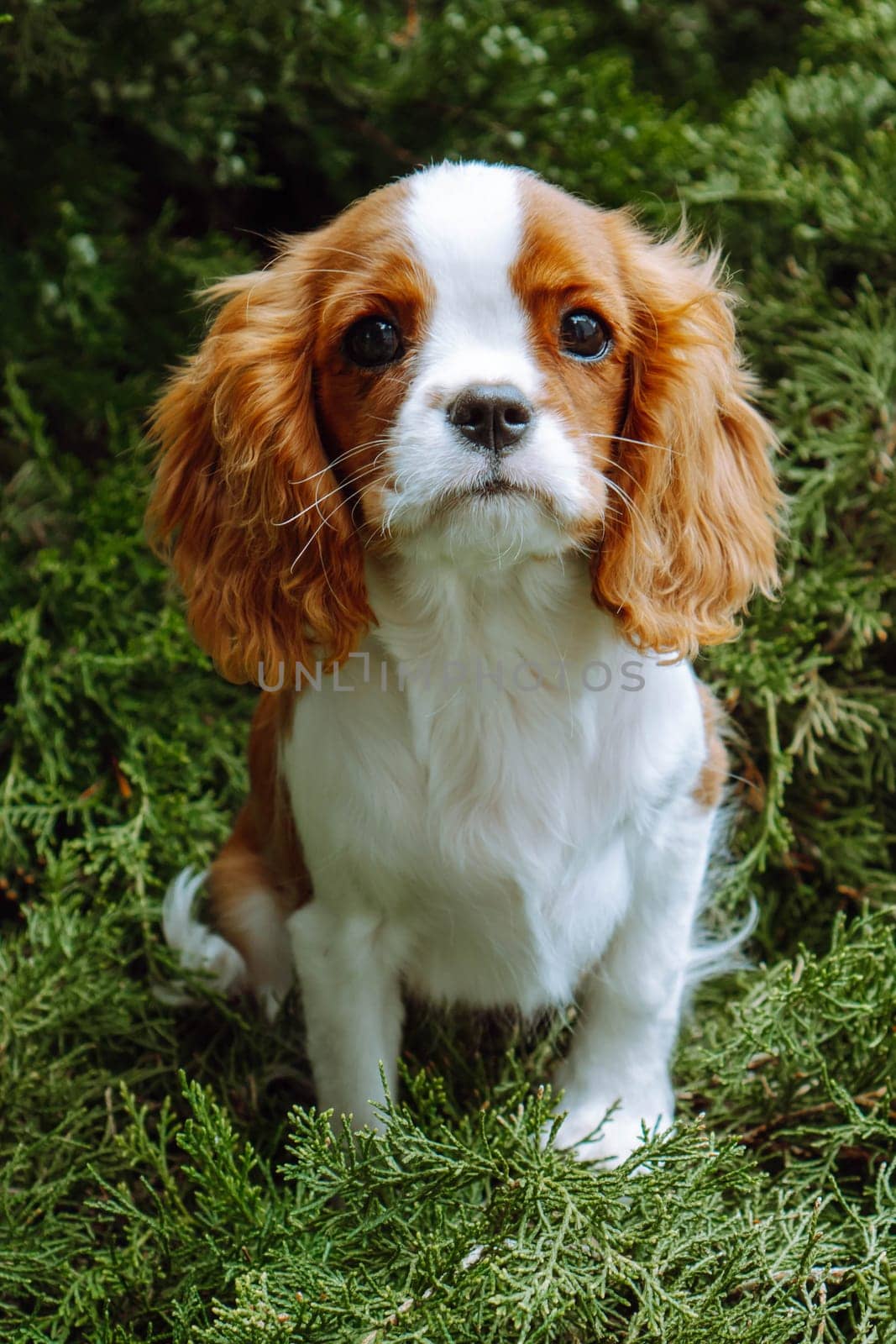 Pets. Little girl puppy cavalier King Charles spaniel sits surrounded by delicate coniferous greenery . Color Blenheim. Raising and caring for puppies. Feeding dogs. Means to protect pets.