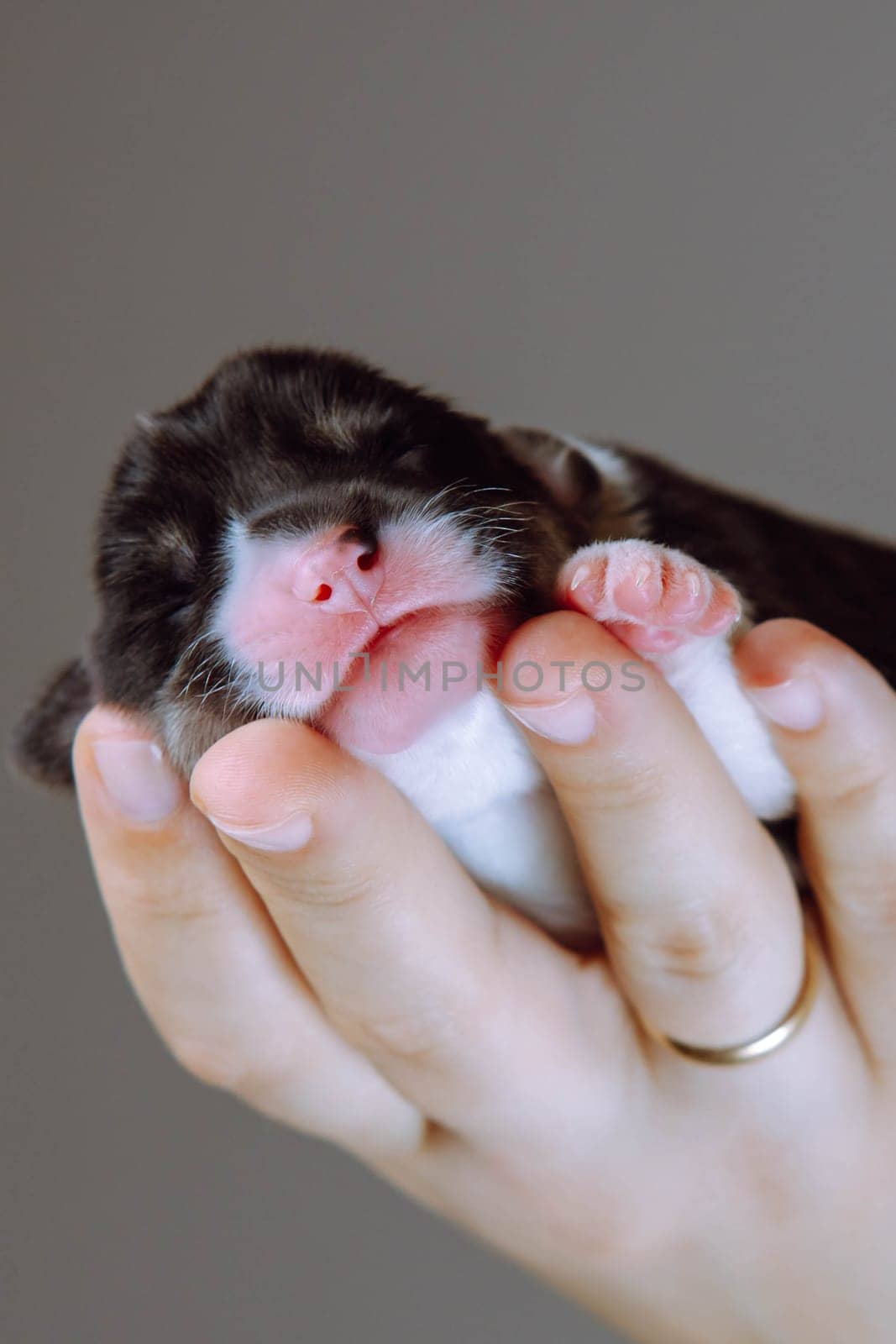 Close-up of muzzle of newborn Welsh corgi puppy that lies on woman's palm. Gray-brown background. Keeping and feeding pets. Veterinary care during childbirth. Wonderful moments. Breeding for dogs.