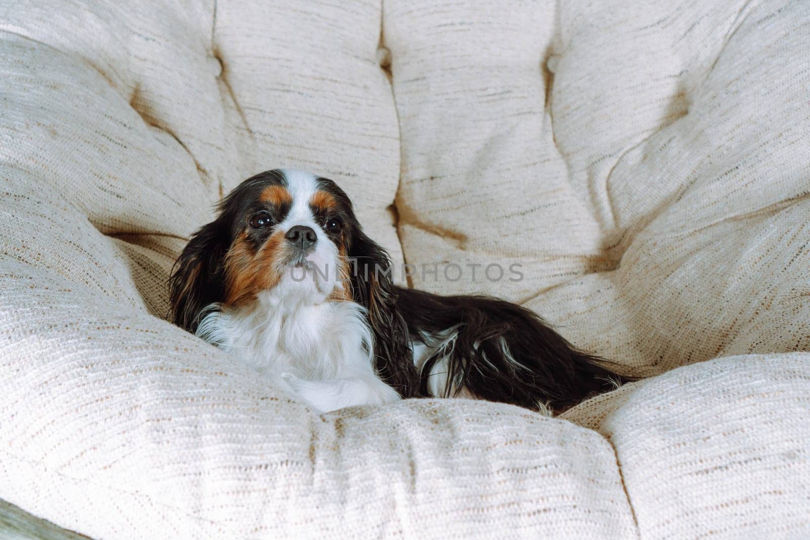 Charming cavalier King Charles spaniels of tricolor colors, comfortably seated in large cozy round armchair in living room. Pets. Thoroughbred dogs. Care and maintenance. Feeding dogs.