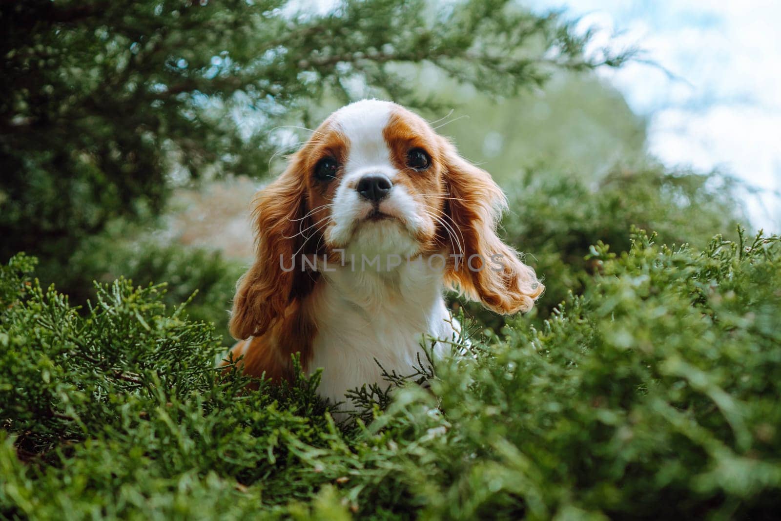Beautiful puppy girl cavalier king Charles spaniel on background of green conifers in morning in garden. Color Blenheim. Raising and caring for puppies. Feeding dogs. Means to protect pets. Pets.