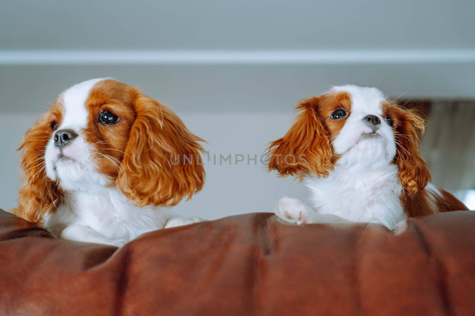 Pets. Adorable cavalier king Charles spaniel puppies always find most cozy places to relax at home. Color Blenheim. Breeding and rearing of puppies. Puppy food. Thoroughbred dogs.