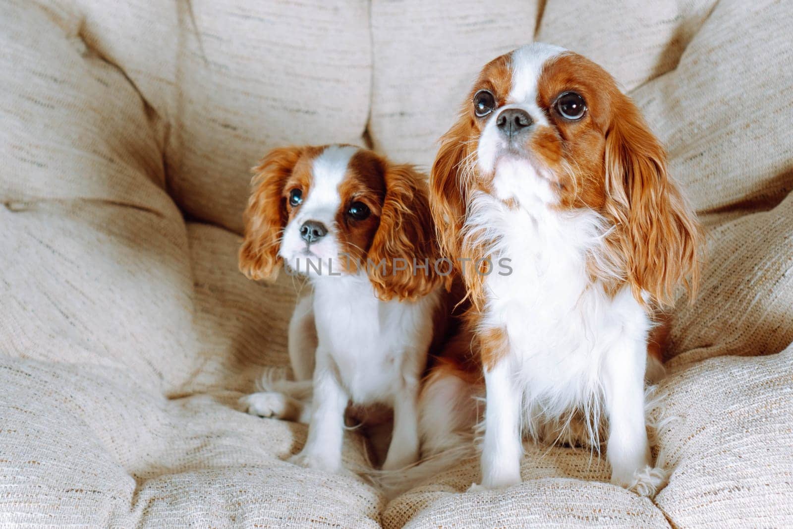 Pets. Two cavaliers of King Charles spaniel, adult and puppy, are comfortably ensconced in round armchair at home and are looking up attentively. Color Blenheim. Breeding and rearing of puppies.