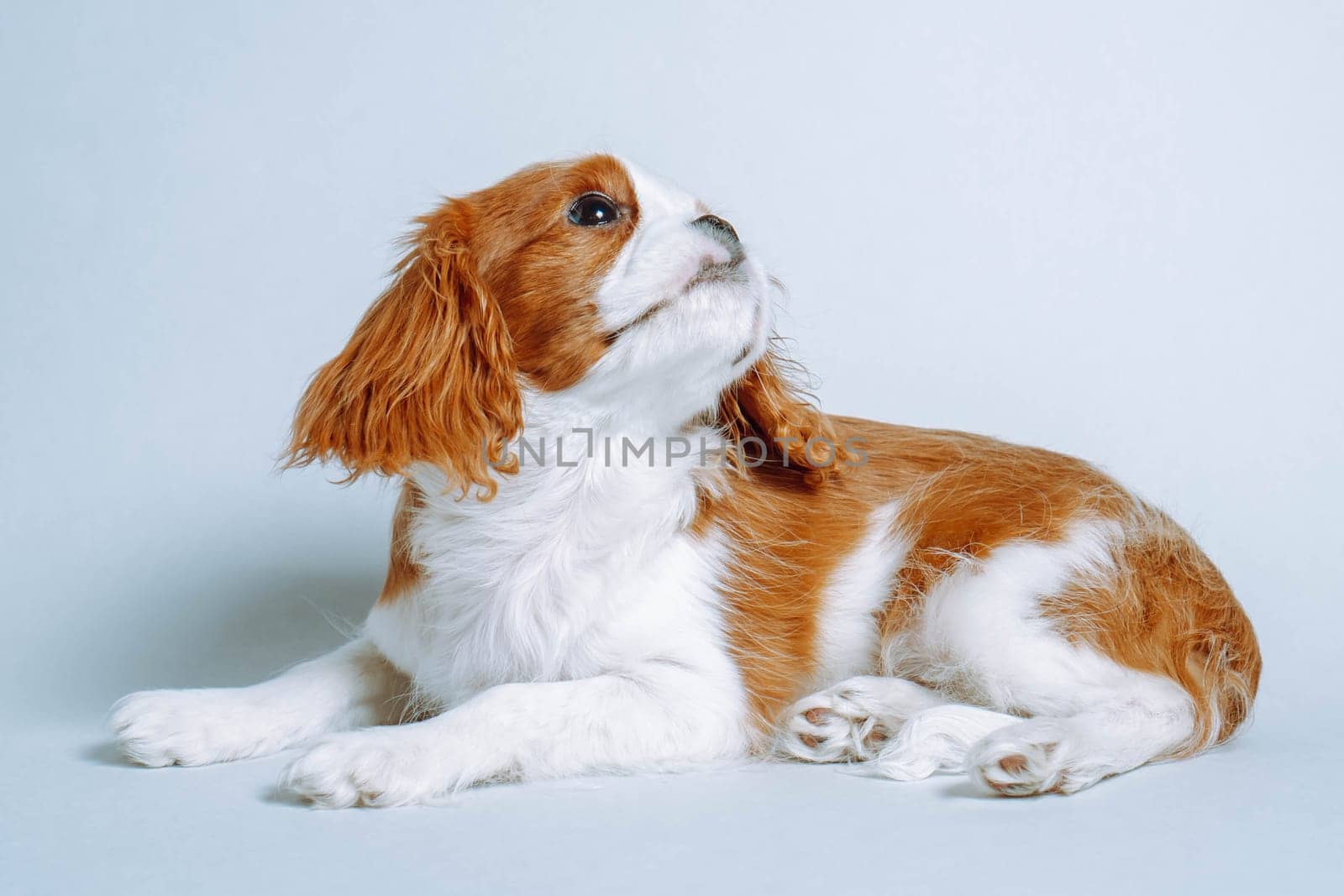 Purebred puppies. Two-month-old puppy Cavalier King Charles spaniel lies in studio on blue background with his head up. Breeding and rearing of puppies. Puppy food. Veterinary services. Pets.