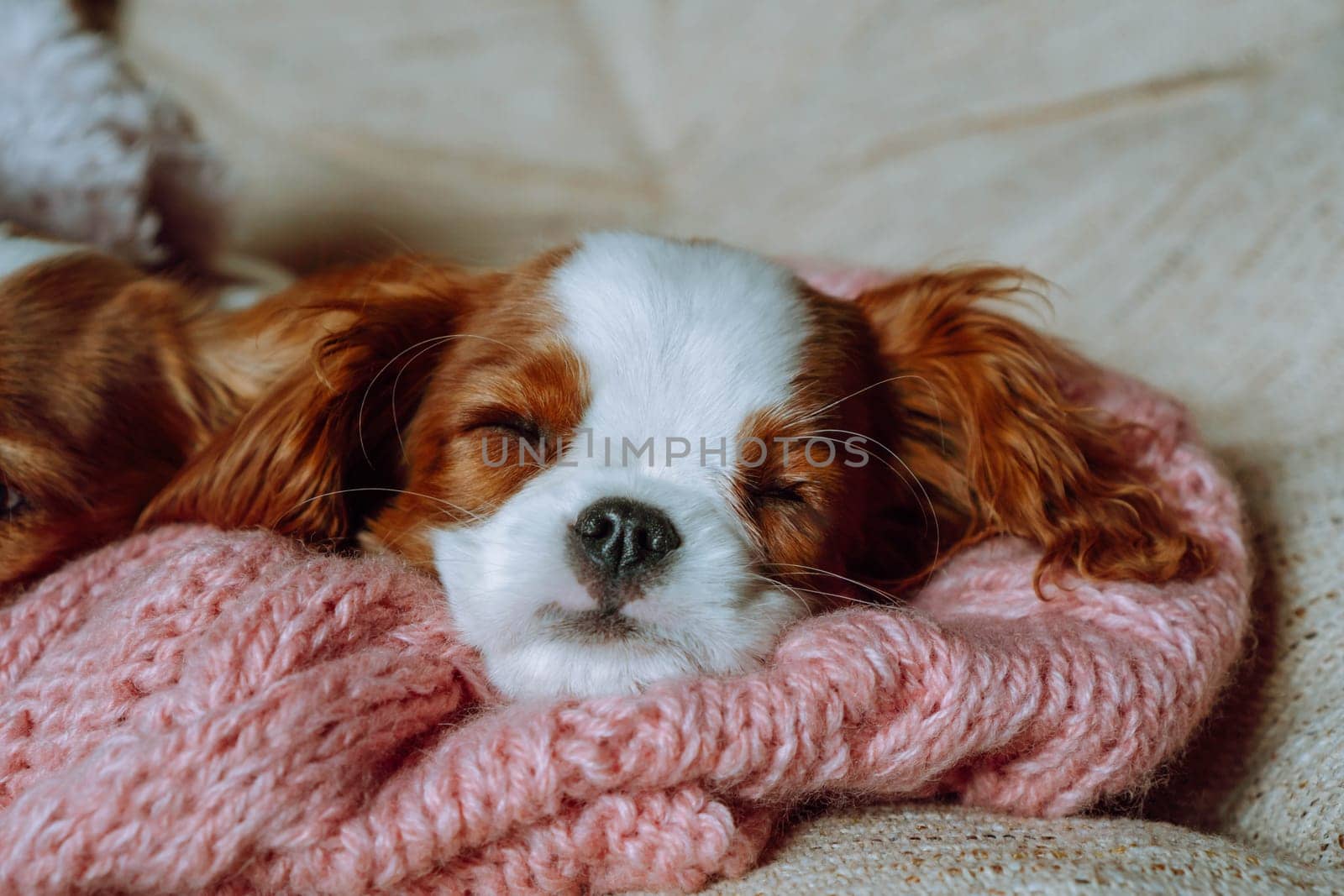 Puppy of cavalier King Charles spaniel sleeps sweetly at home wrapped in knitted pink plaid and snugly arranging his muzzle. Pets. Color Blenheim. Breeding of puppies. Puppy food. Thoroughbred dogs.