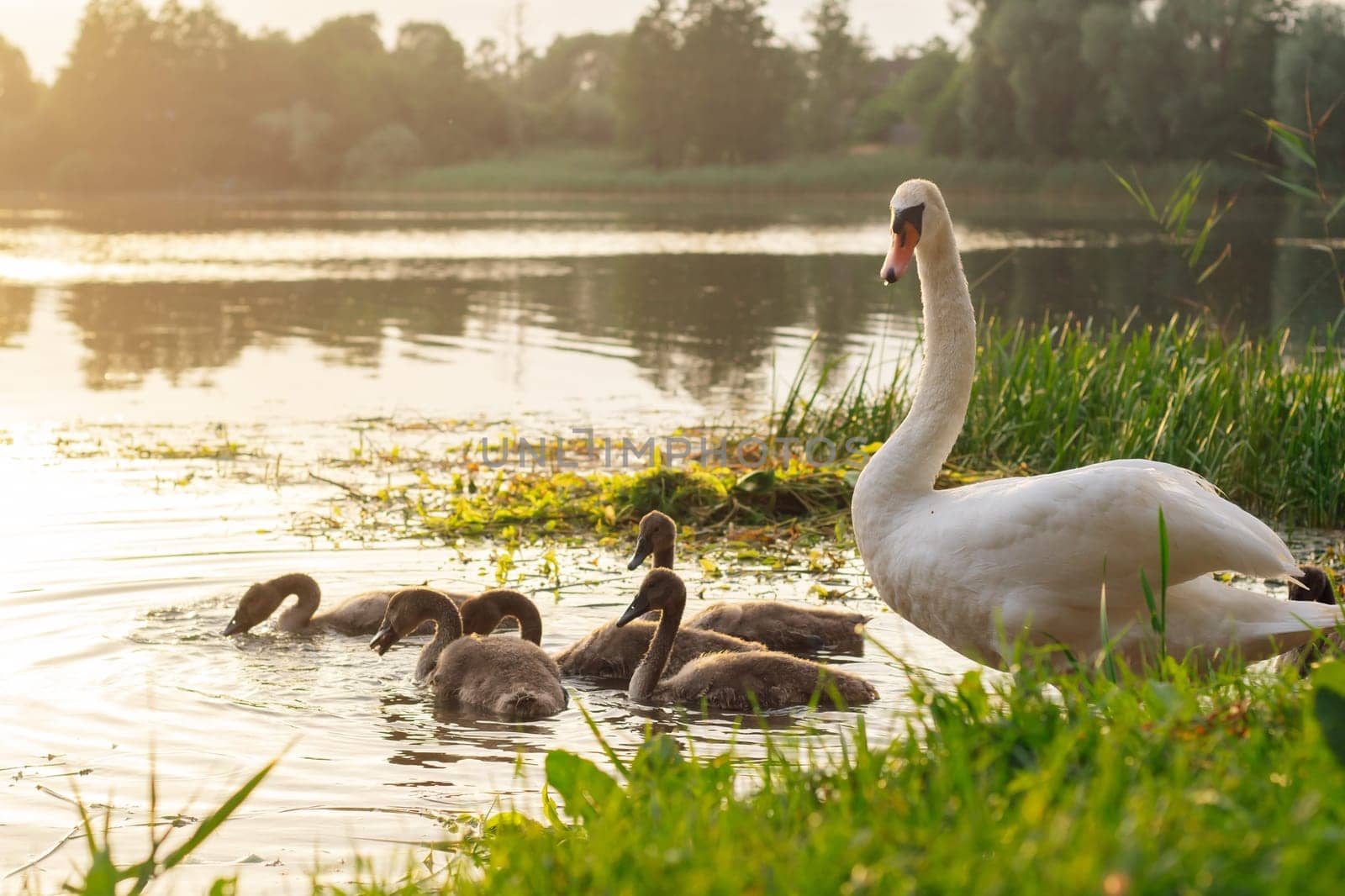 Wild birds in habitat. Family of white swans with chicks on lake is going to swim on summer evening. Environmental protection. Nature reserves. Wildlife. Migratory birds. Birds of Eastern Europe.