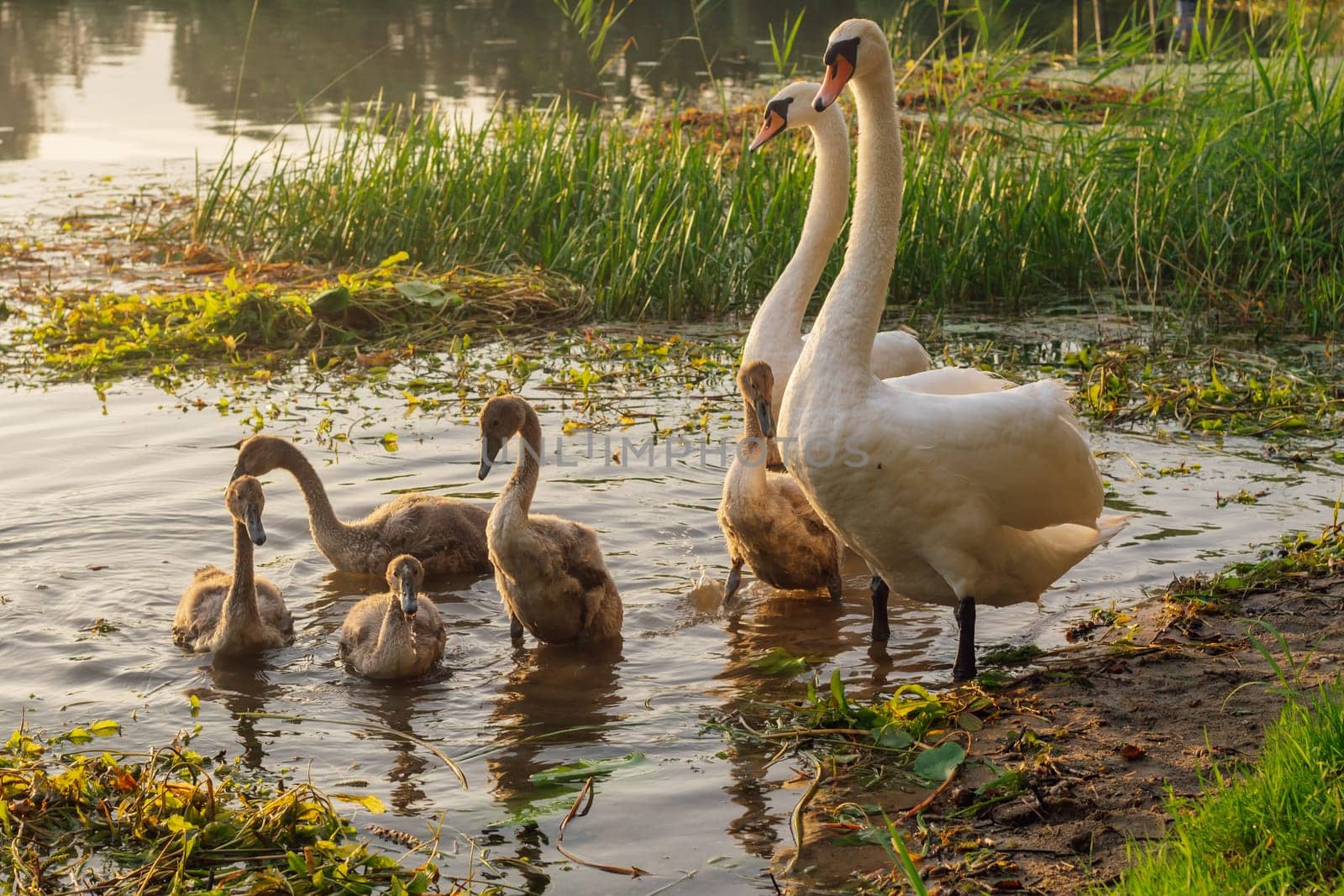 Birds of Eastern Europe. Family of white swans with chicks on lake is going to swim on summer evening. Environmental protection. Wild birds in habitat. Nature reserves. Wildlife. Migratory birds.
