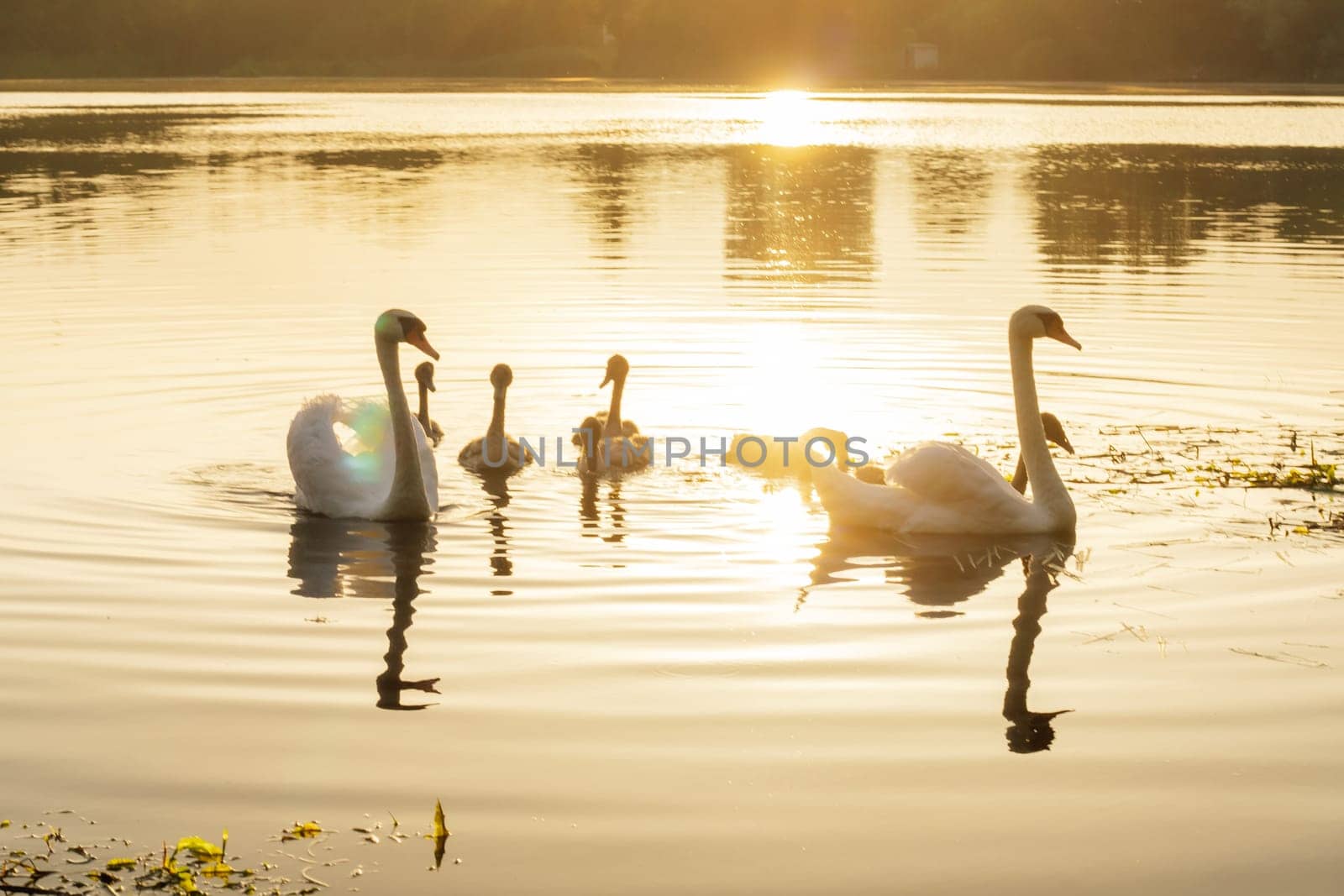 Exciting sight of swan family floating on lake in sunset. Environmental protection. Nature reserves. Wildlife. Migratory birds. Birds of Eastern Europe. Wild birds in their natural habitat.