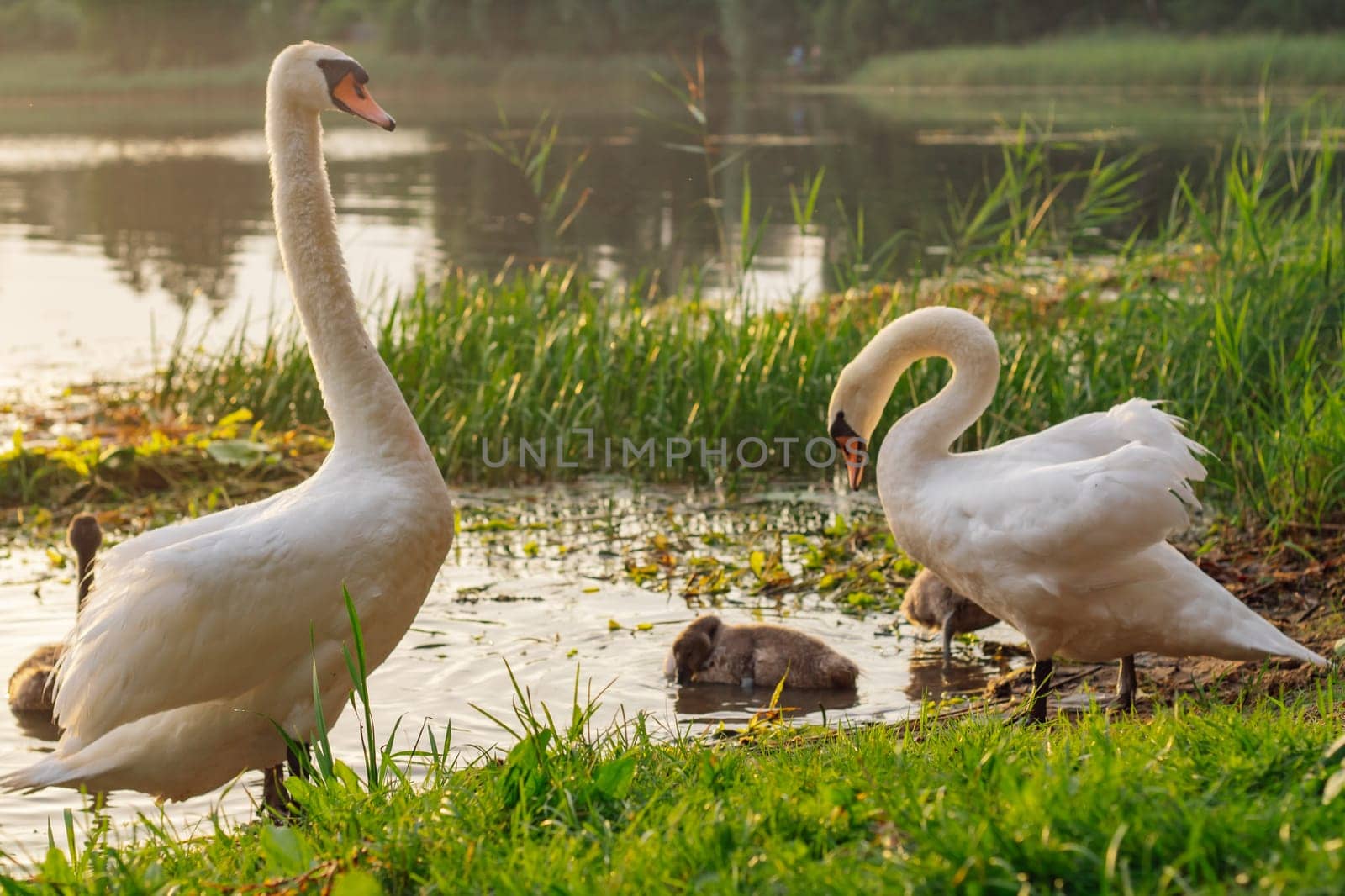 Family of white swans with chicks on lake on summer evening . Environmental protection. Birds of Eastern Europe. Wild birds in habitat. Nature reserves. Wildlife. Migratory birds.