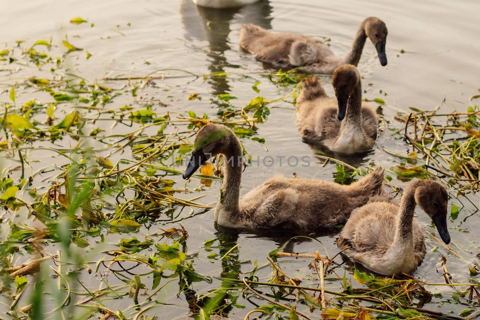 Grown - up swan chicks swim in lake on summer evening. Nature reserves. Environmental protection. Migratory birds. Birds of Eastern Europe. Wild birds in their natural habitat. Breeding chicks.