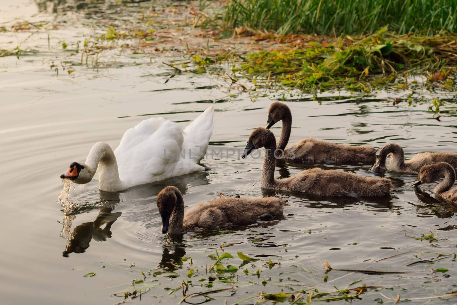 Adult parent swan protects its chicks from danger by hissing by arching its neck. Environmental protection. Nature reserves. Migratory birds. Birds of Eastern Europe. Wild birds in natural habitat.