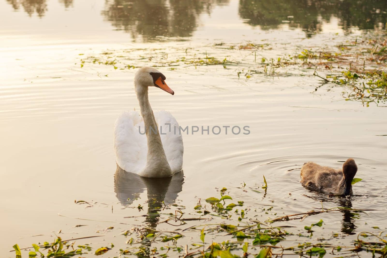 Wildlife. Adult white swan and small chick swim in lake in nature reserve in evenings. Environmental protection. Migratory birds. Birds of Eastern Europe. Breeding chicks.