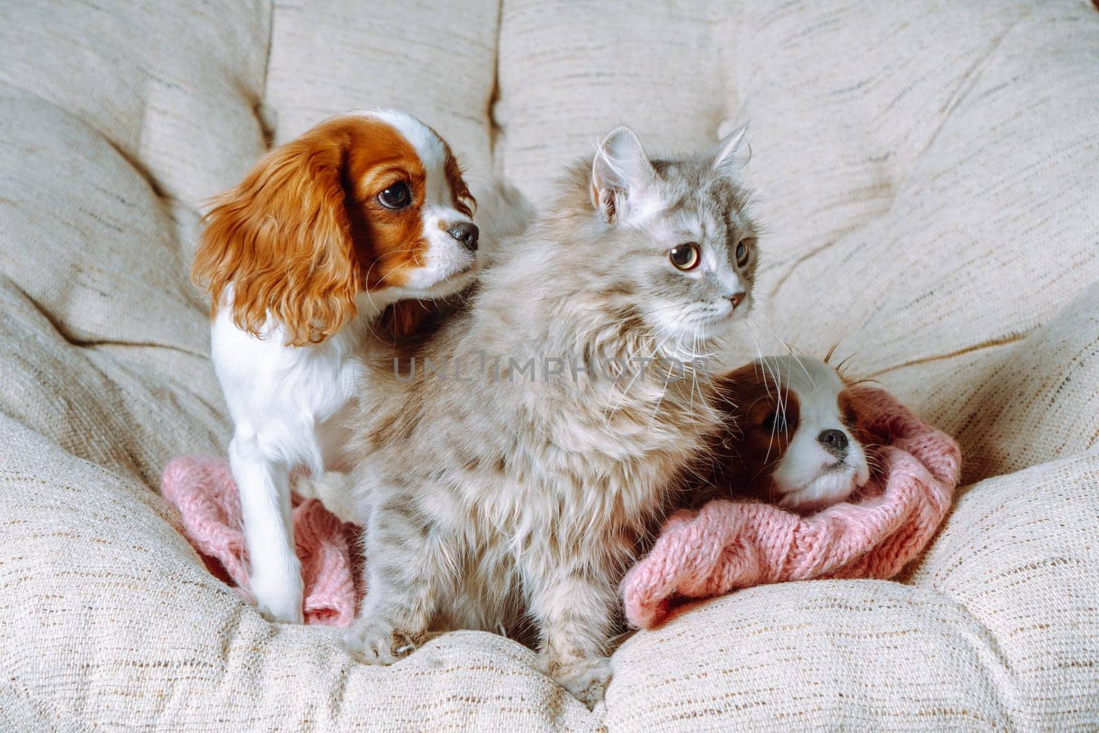 Cavalier King Charles spaniel puppies of the Blenheim color and fluffy kitten are sitting together in armchair against background of linen textrura. Relationship of cats and dogs. Positive emotions.