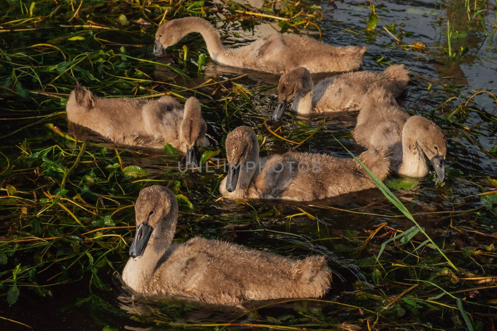 Breeding chicks. Grown - up swan chicks swim in lake on summer evening . Nature reserves. Wildlife. Environmental protection. Birds of Eastern Europe. Wild birds in their natural habitat.