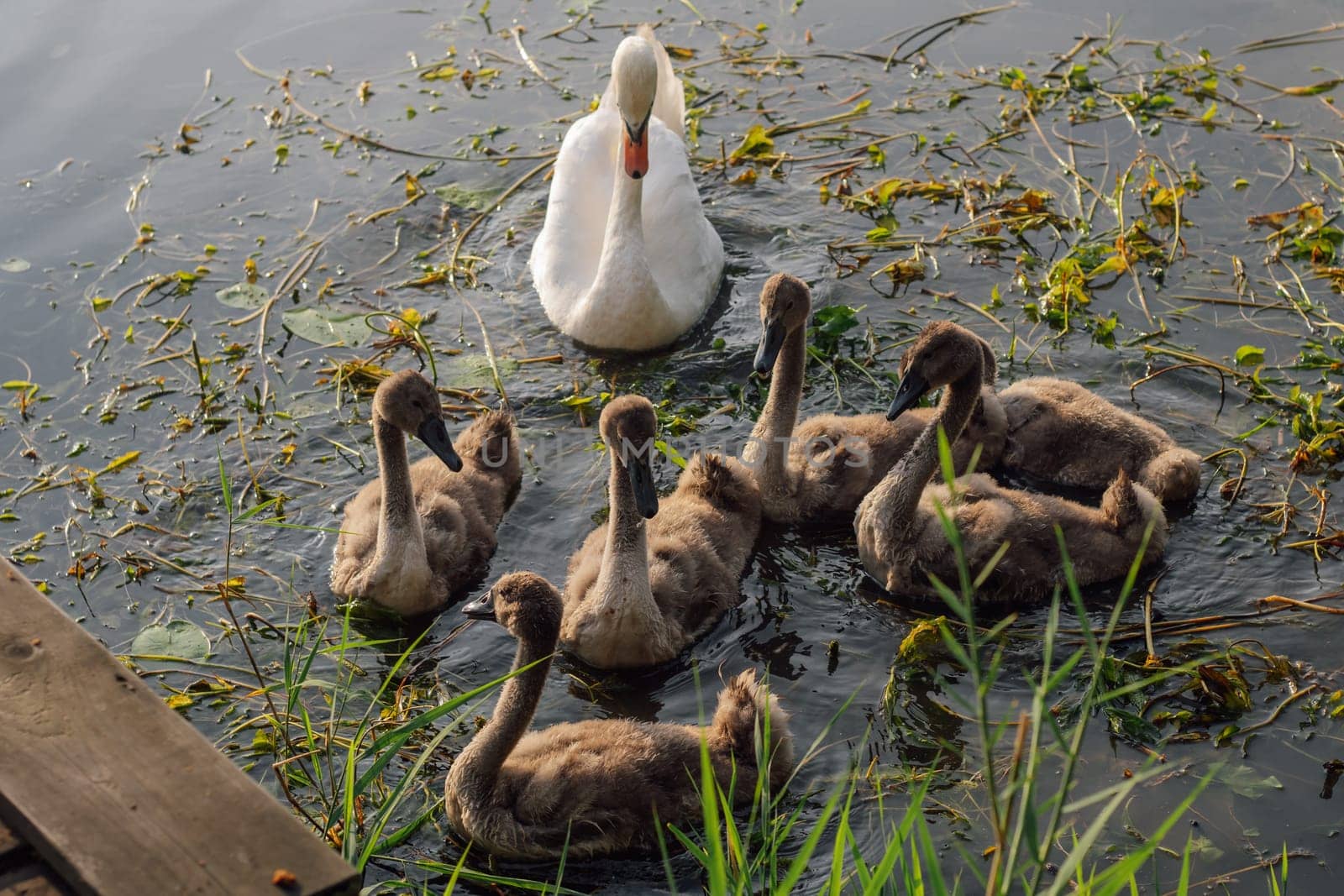 Top View . Mother swan swims with her chicks on summer evening. Nature reserves. Wildlife. Environmental protection. Migratory birds. Birds of Eastern Europe. Breeding chicks.
