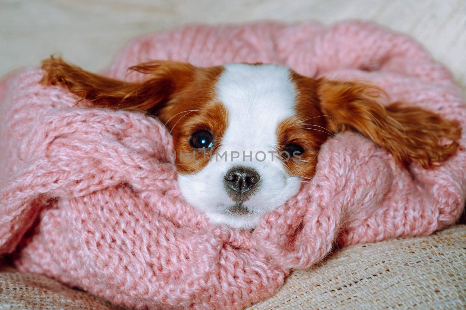 Puppy care. Sweet Puppy of cavalier King Charles spaniel lies at home wrapped in knitted pink plaid and snugly arranging his muzzle. Pets. Color Blenheim. Breeding and rearing of puppies. Puppy food.