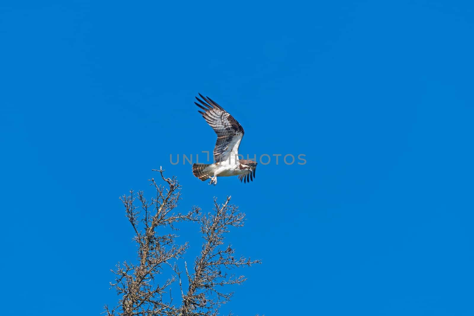 Osprey in Flight on a Sunny Day in Duck Mountain Provincial Park in Manitoba