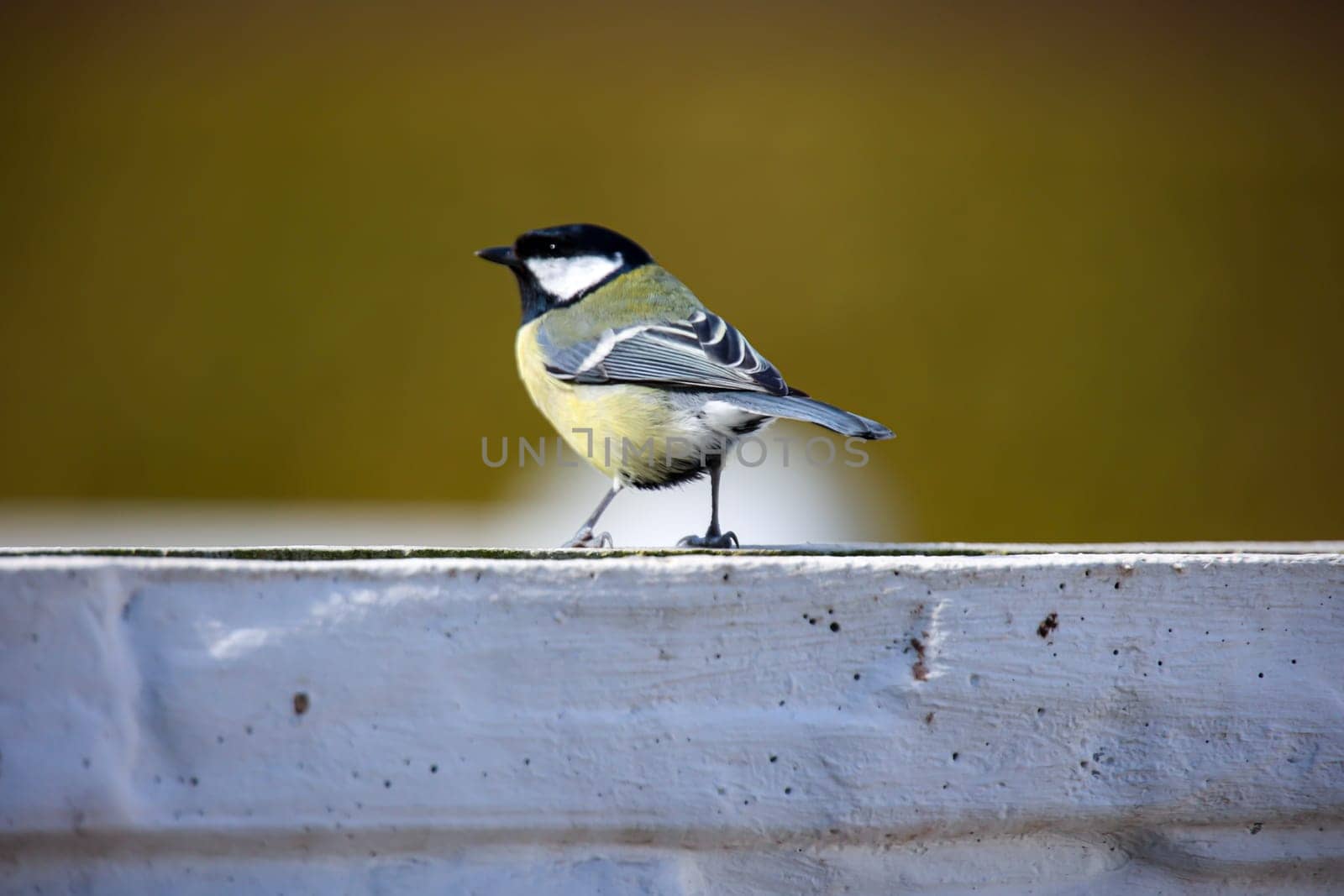 A great tit sits in the light of the setting sun in spring.