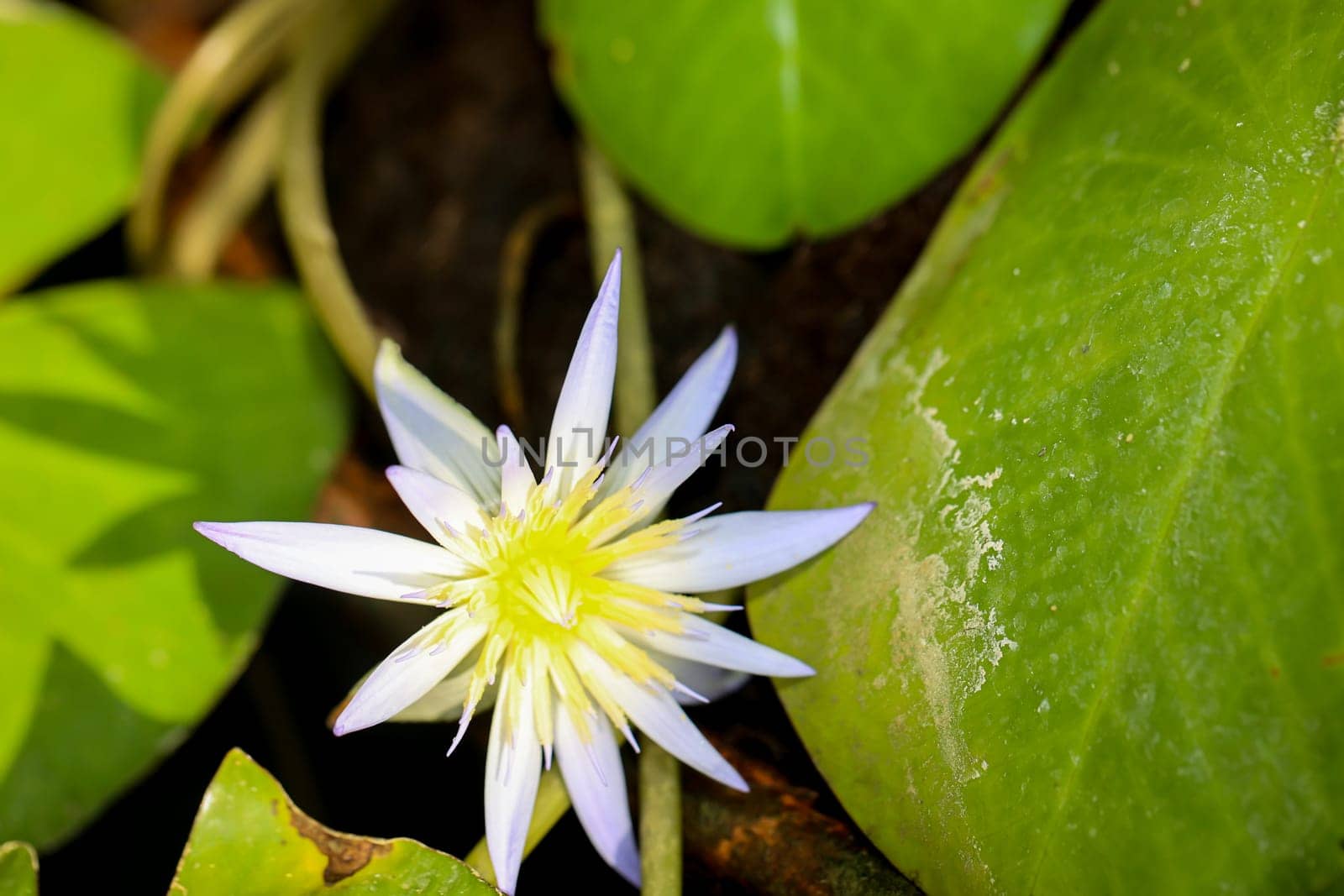 A blue Egyptian water lily with flower. Mymphaea nouchali var. caerulea.