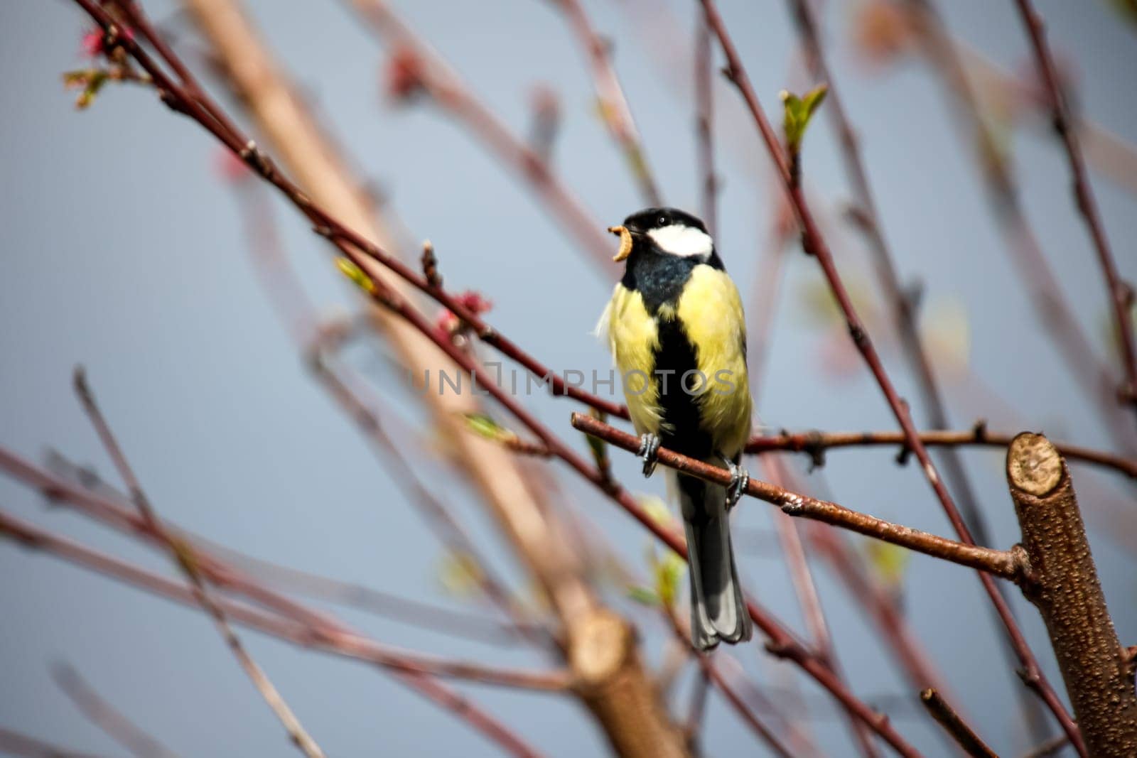 A great tit returns to the vicinity of the nest with food in its beak.