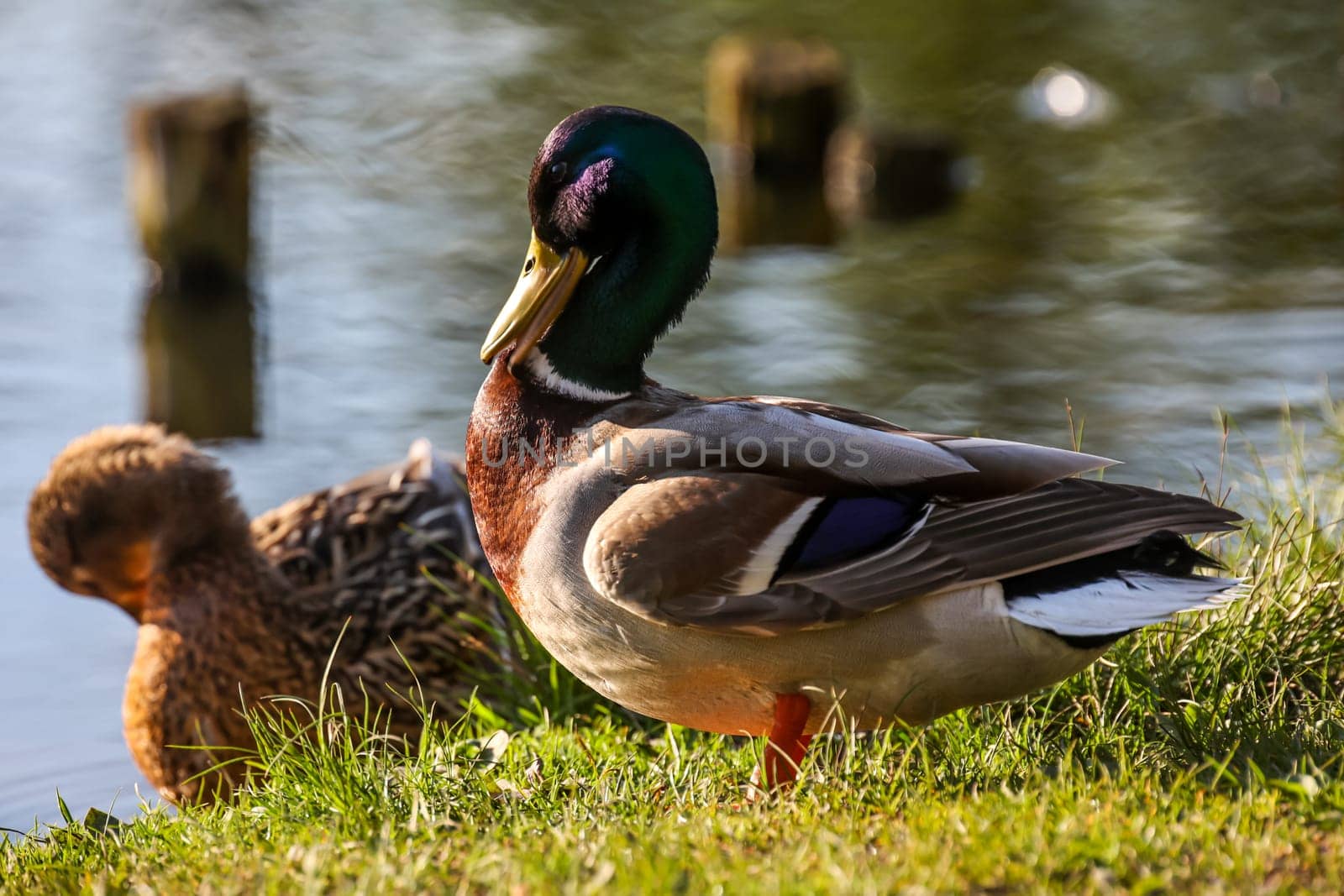 A male mallard at the edge of a pond.