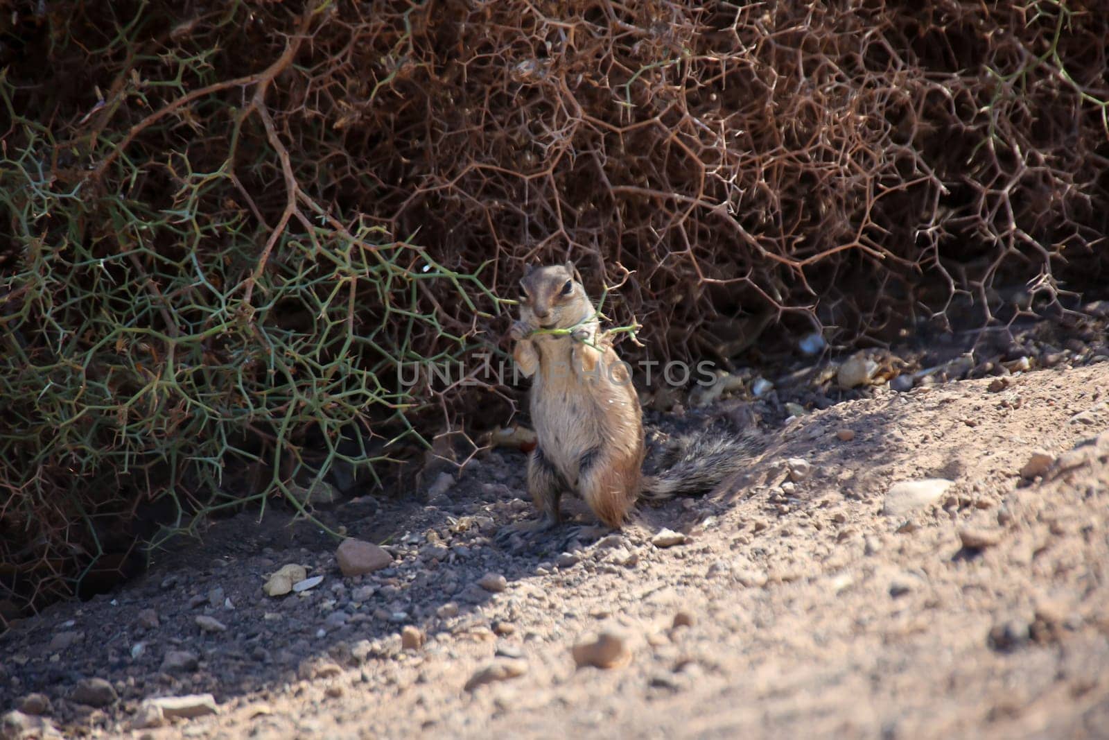 Close-up of an Atlas squirrel on Fuerteventura. An introduced species.