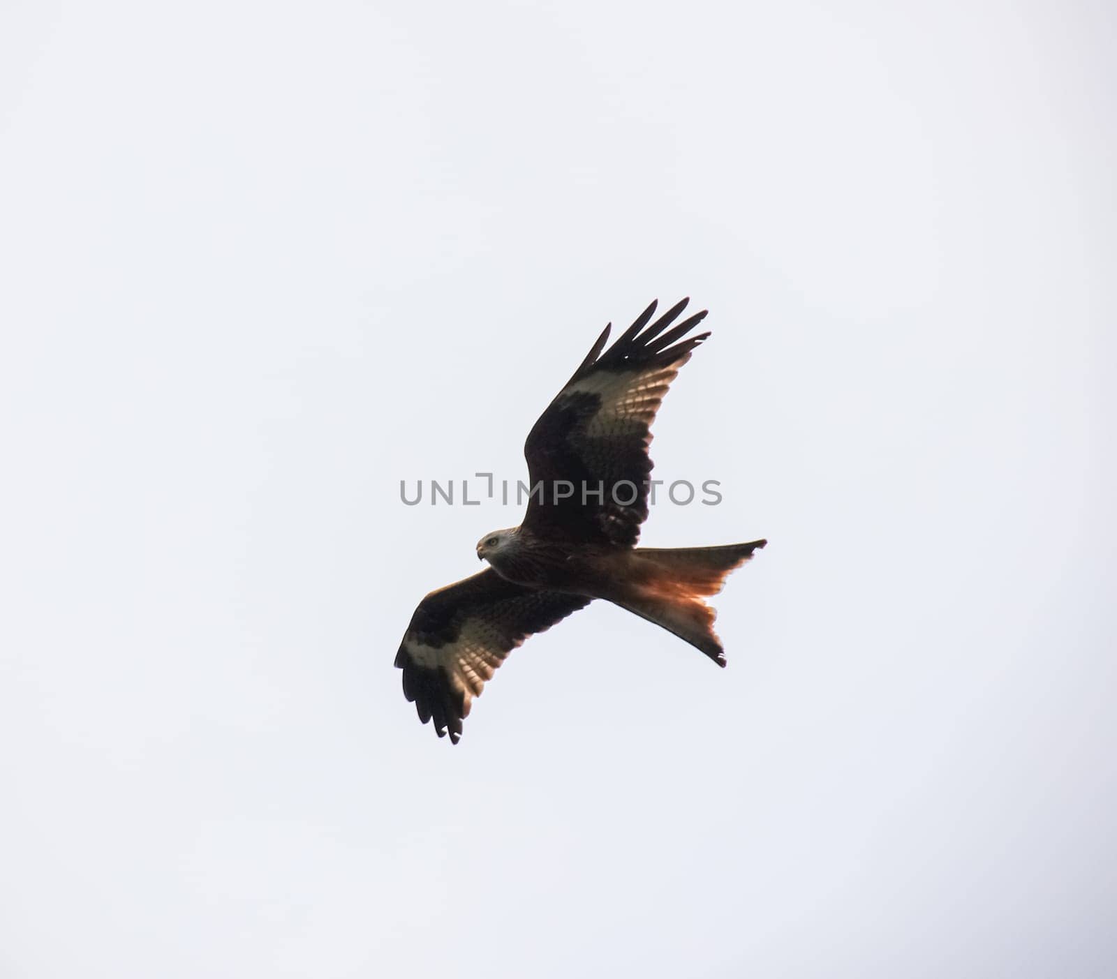 A red kite with outstretched wings circles in the sky.