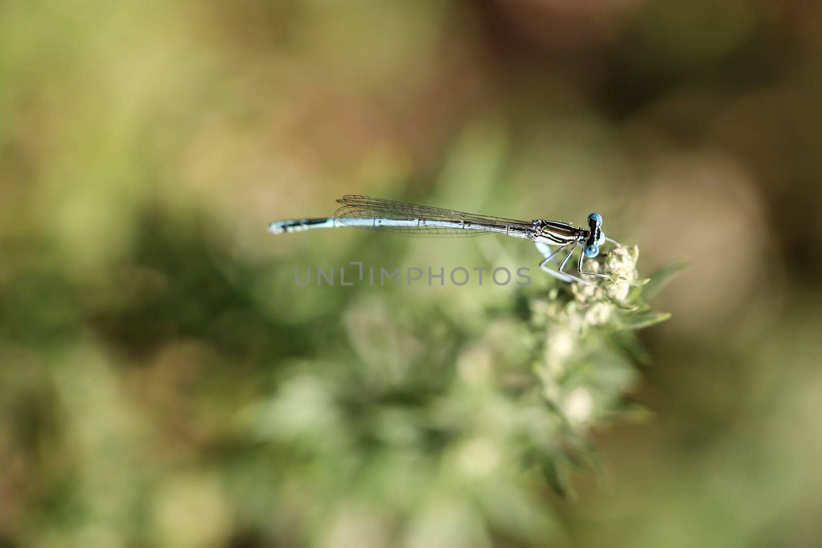 A damselfly on a plant.