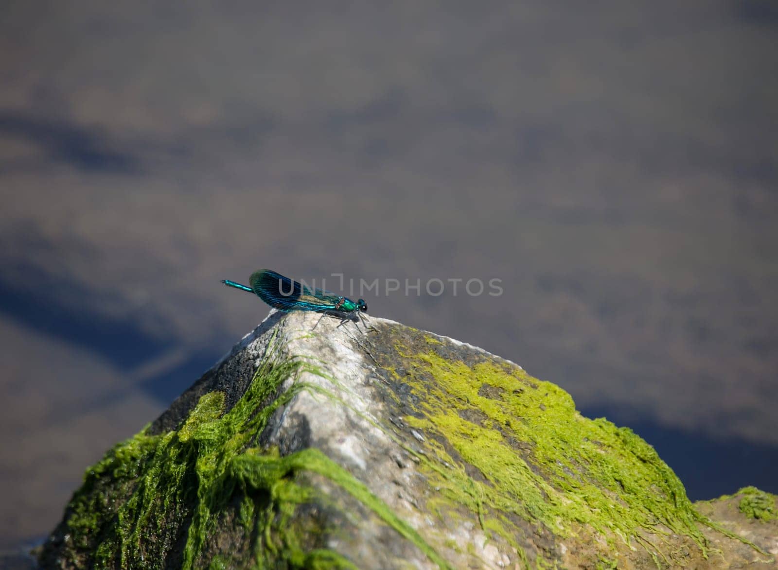 A blue banded damselfly on a stone by the water.