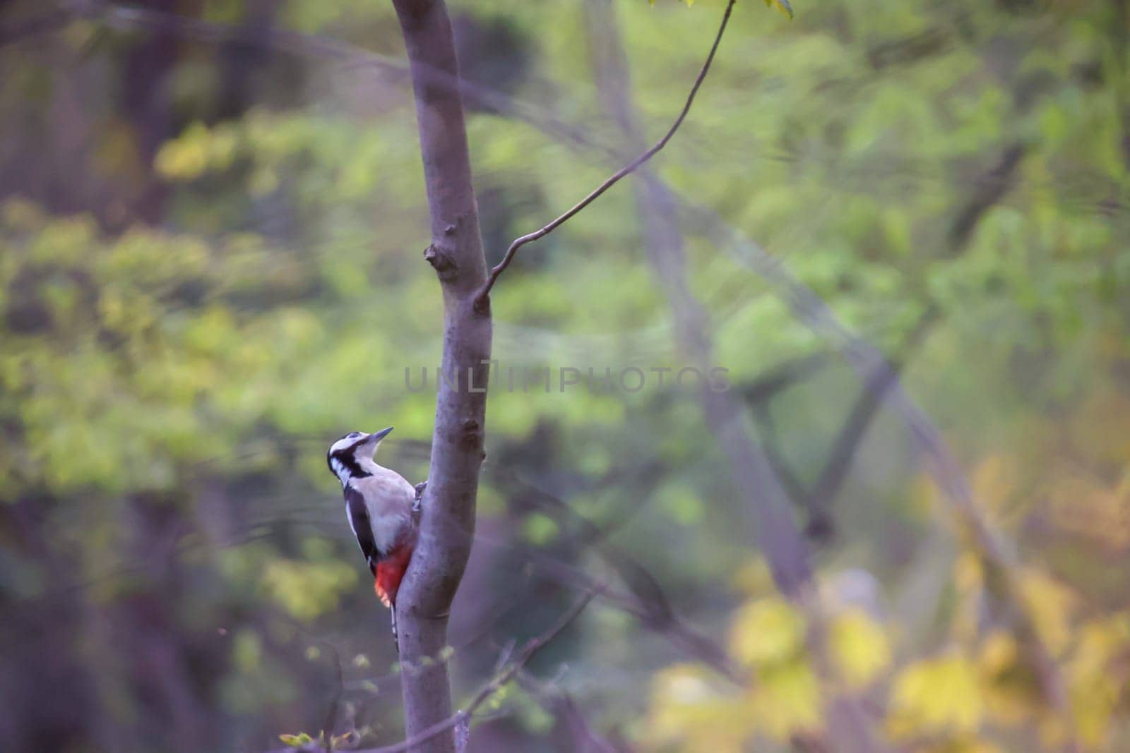 A great spotted woodpecker searches for food in the undergrowth.