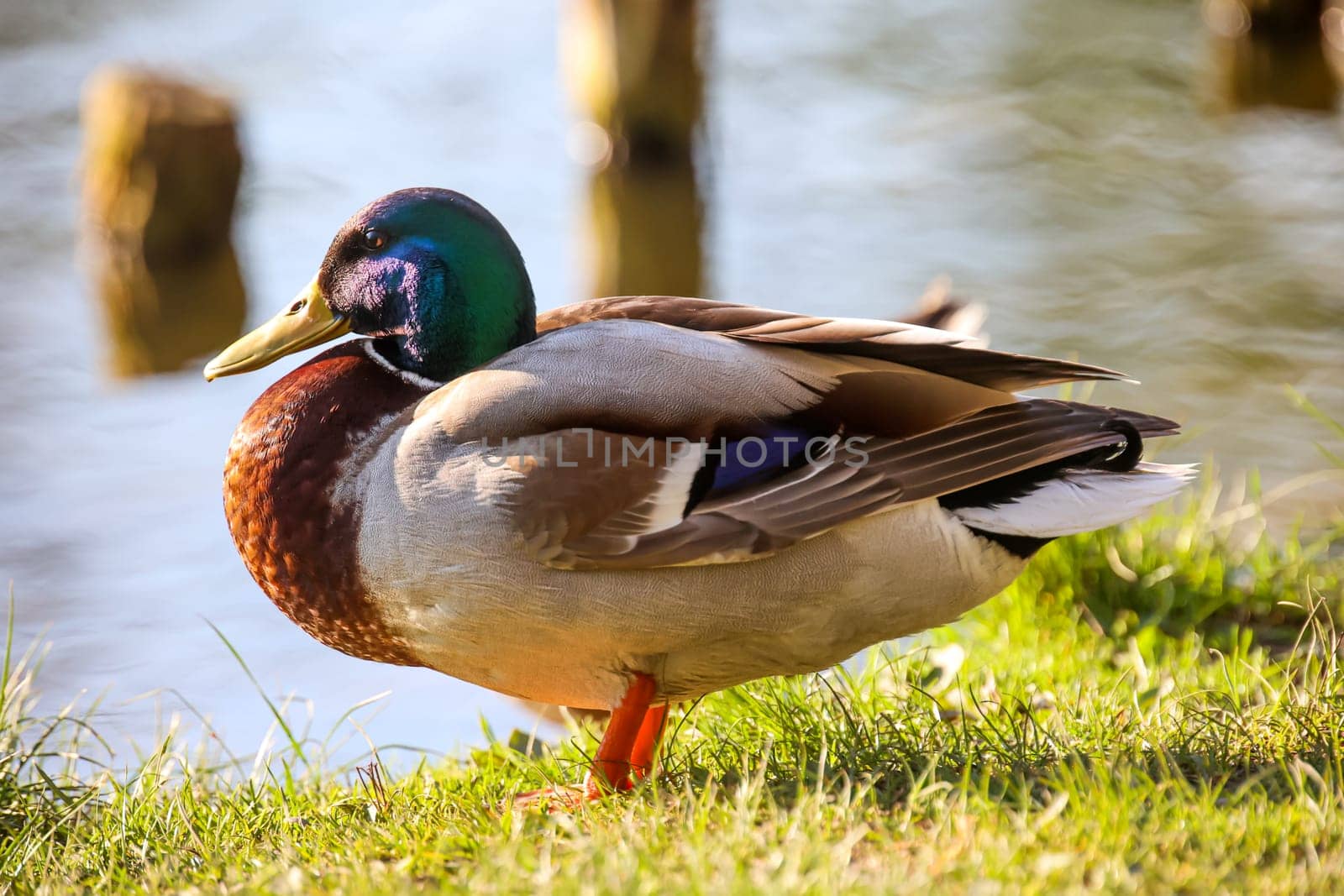 A male mallard at the edge of a pond.
