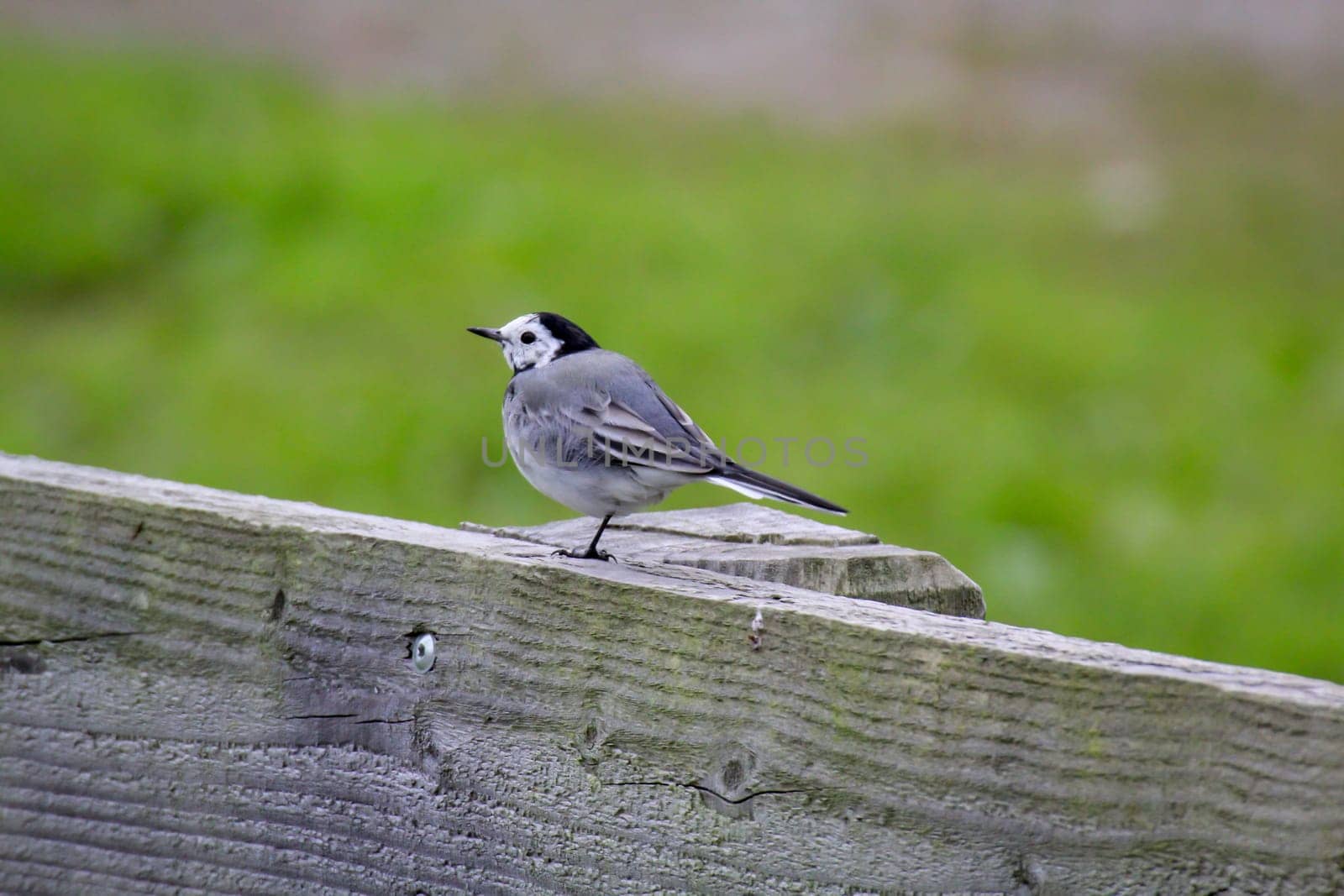 A wagtail on a parapet.