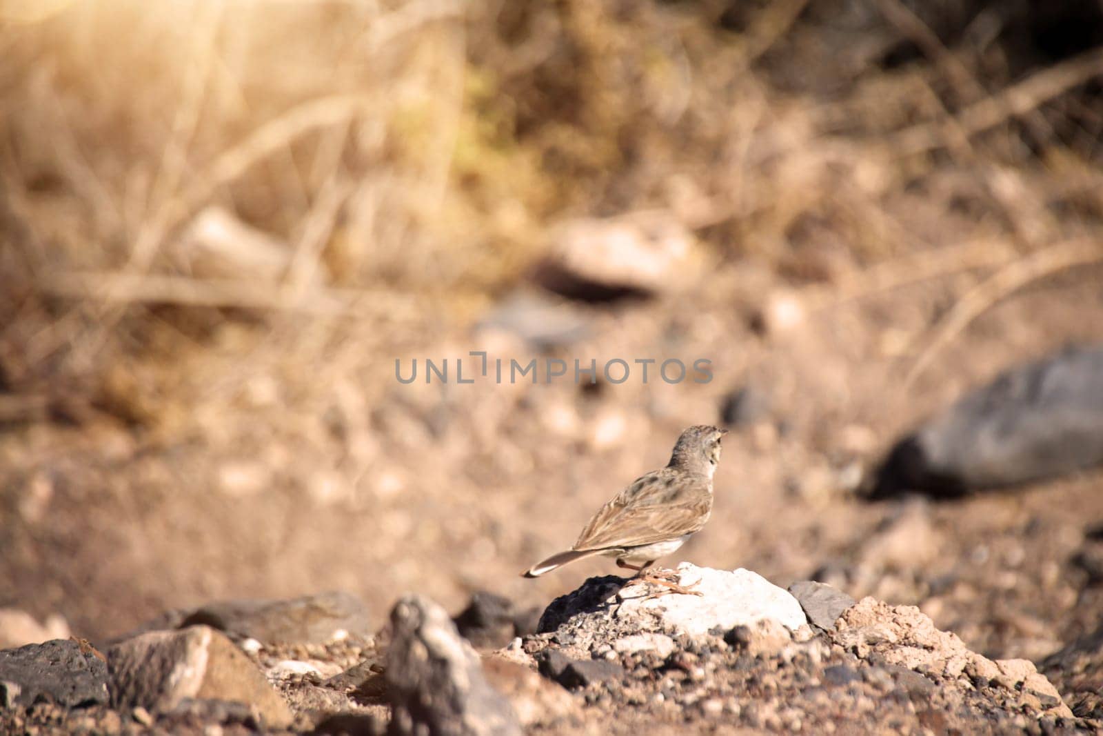 Close-up of a Canary Pipit (Anthus berthelotii), a wading bird in the Canary Islands.
