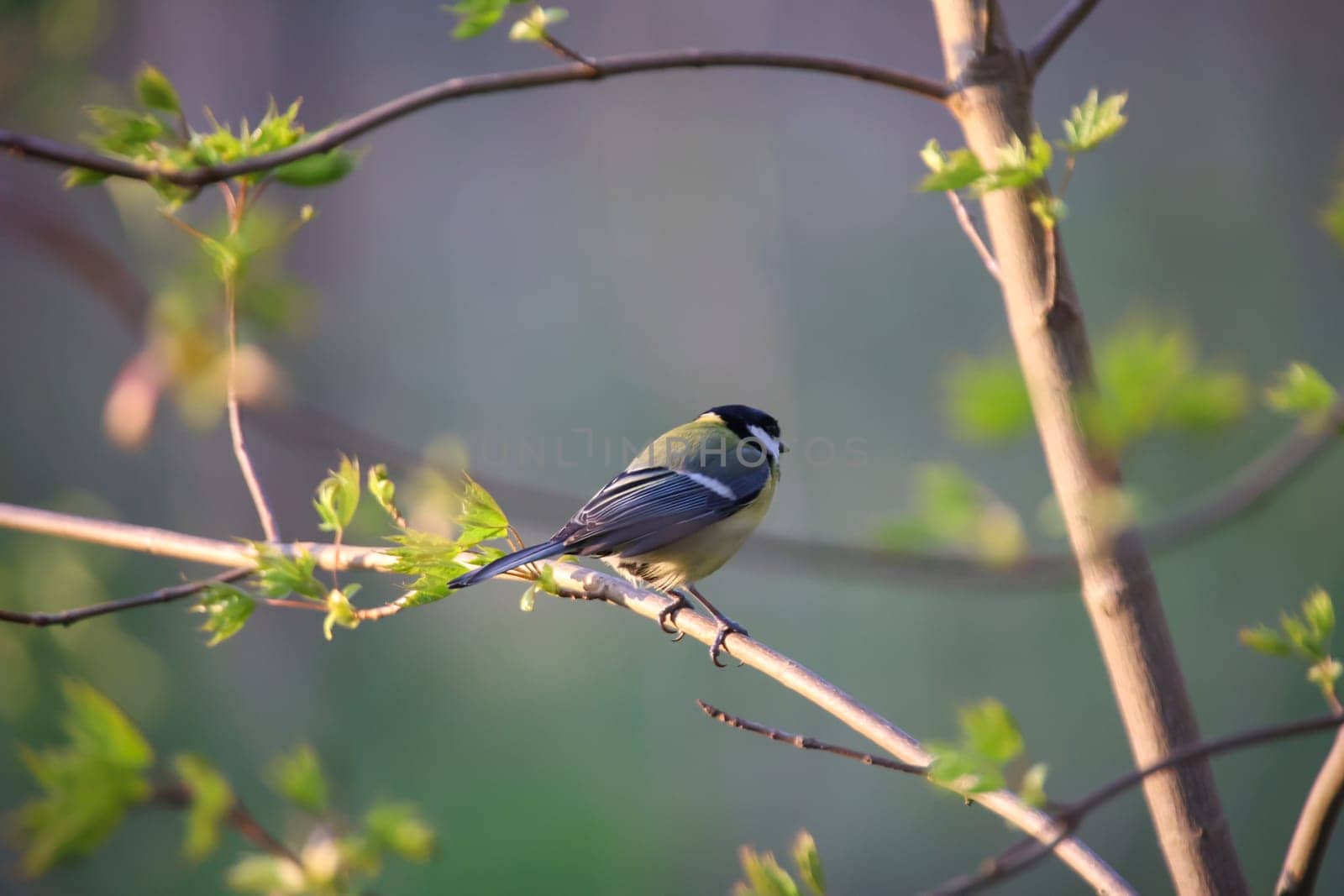A great tit sits in the light of the setting sun in spring.