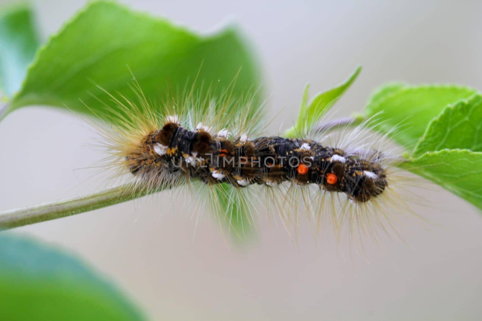 The caterpillar of a goldafter on a plant. A butterfly caterpillar with many hairs.