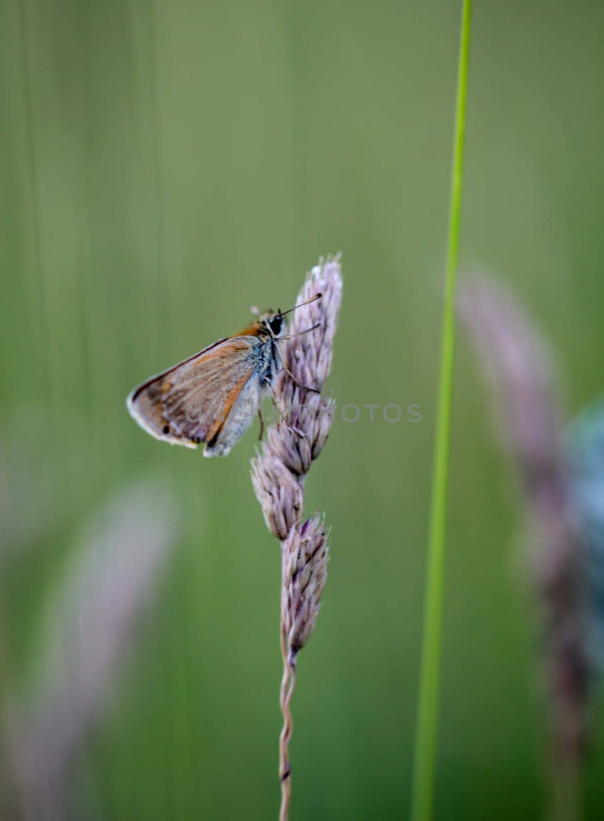 A bullhead butterfly on a grass plant.