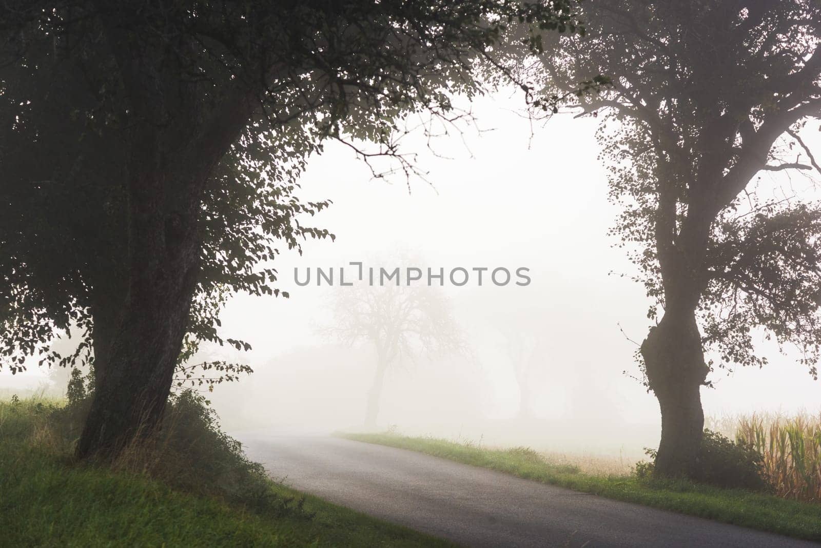 Country road with fog and trees