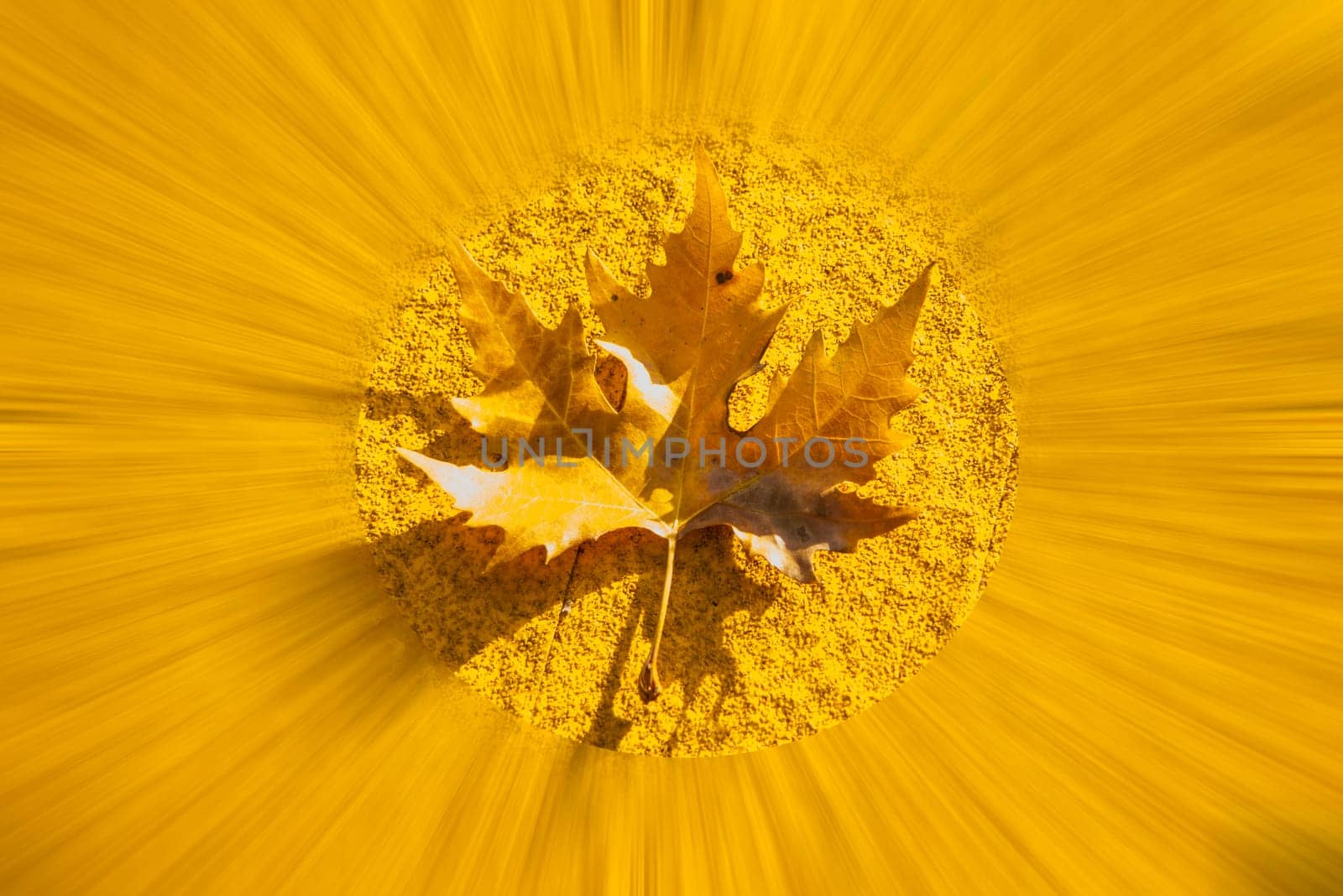 autumnal colored maple leaf on a yellow blurred underground