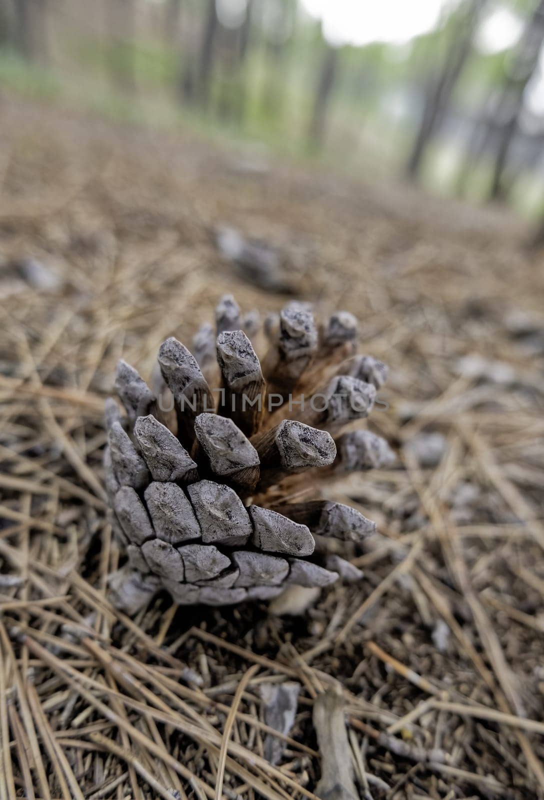 Detail of dried fruit of a pine tree lying in a forest in nature