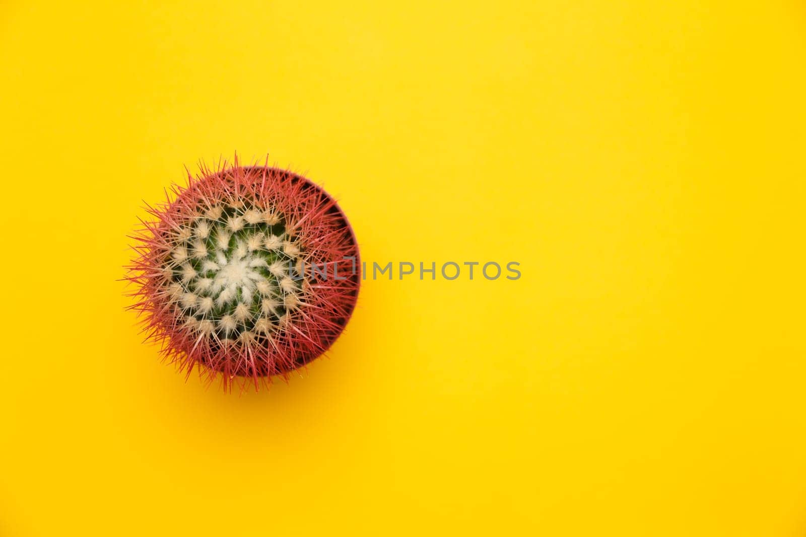 Pink cactus top view. Concept on Yellow background.