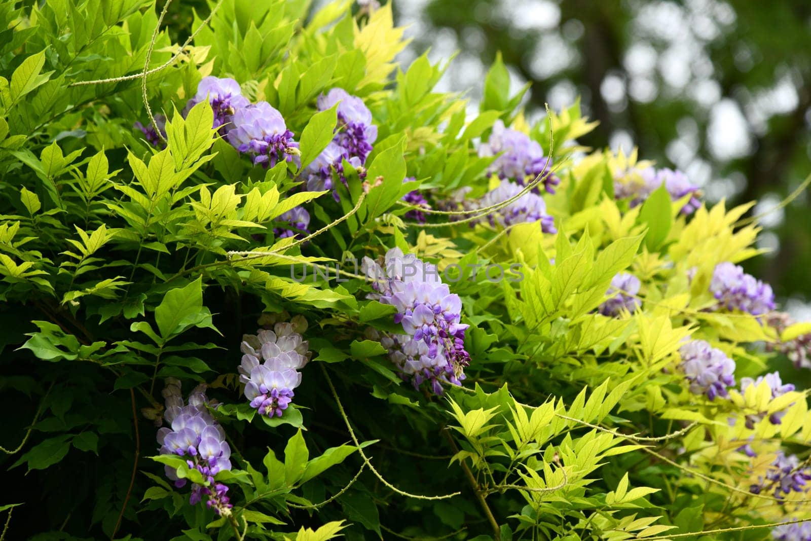Wisteria with its second, not so lush, bloom in August