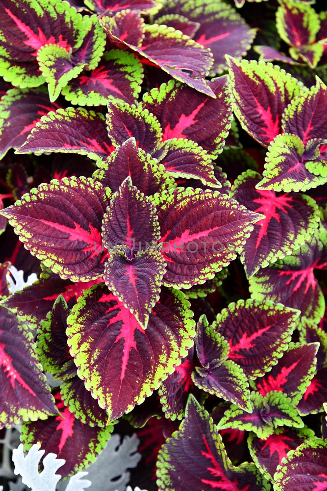 Coleus on a beautifully planted flower bed