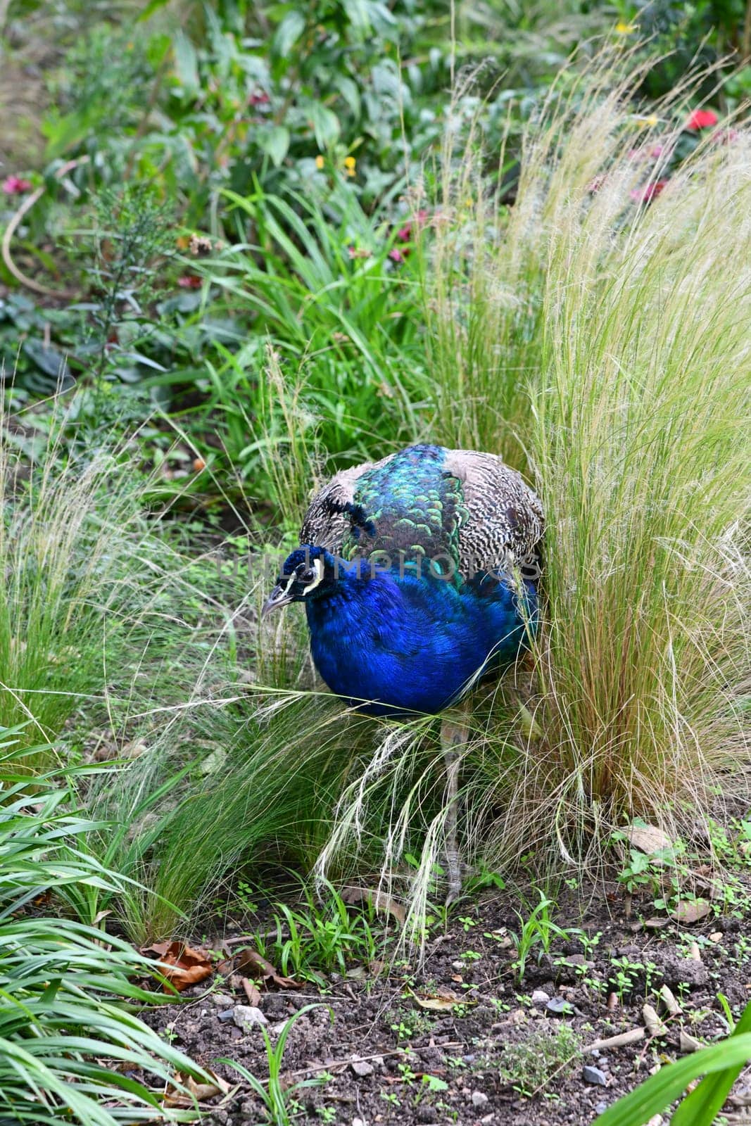blue peacook in the tall grass