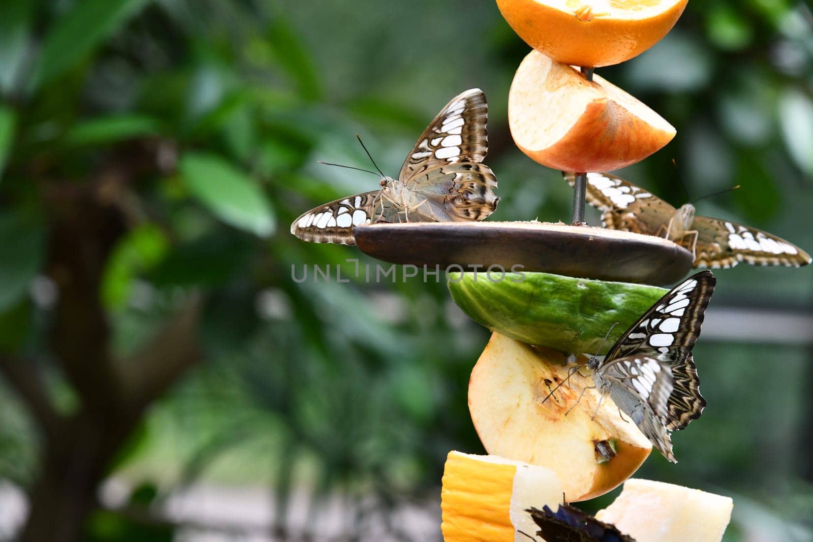Feeding the butterflies with sweet fruits