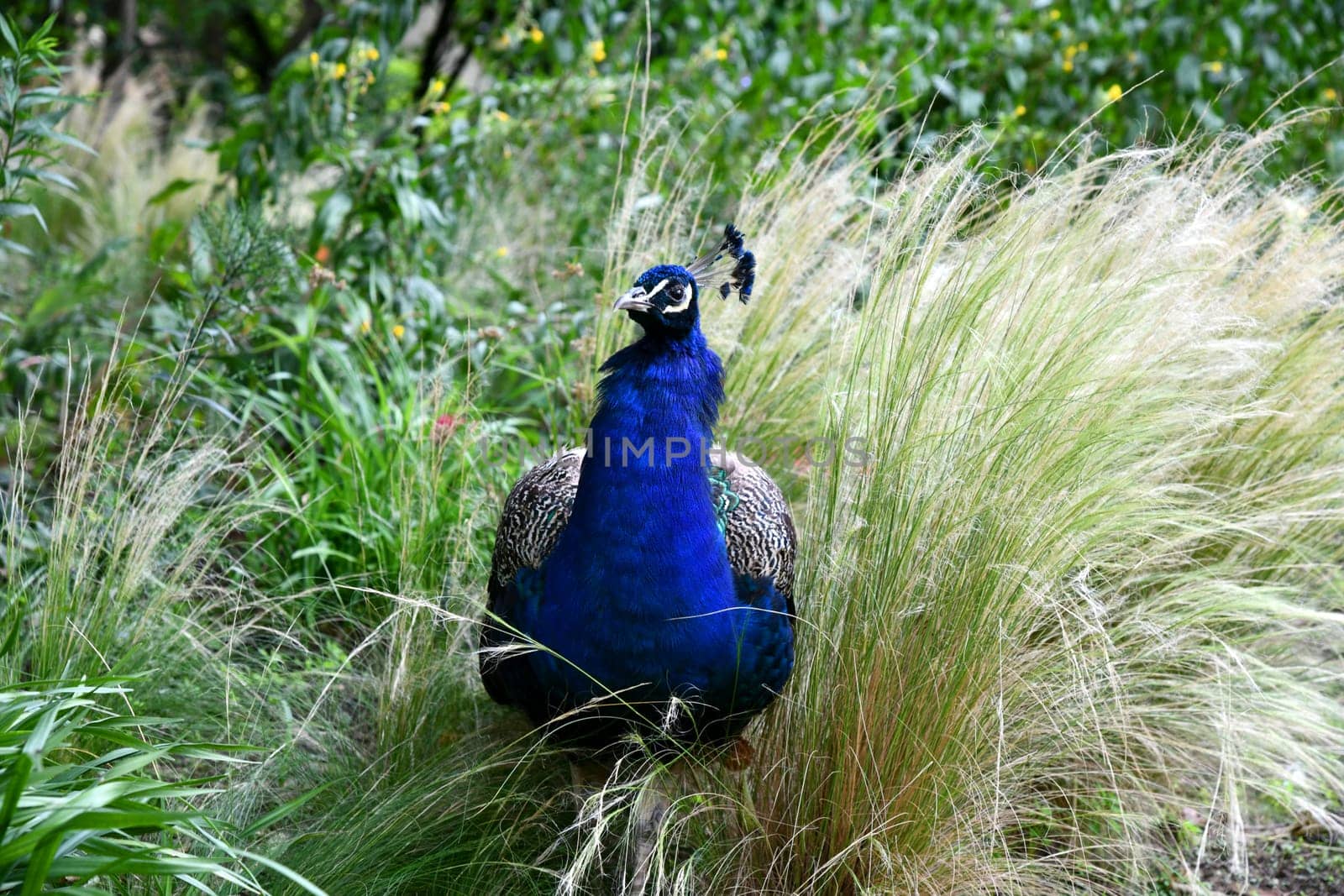 blue peacook in the tall grass