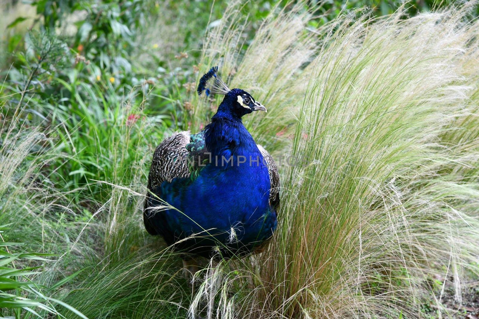 blue peacook in the tall grass
